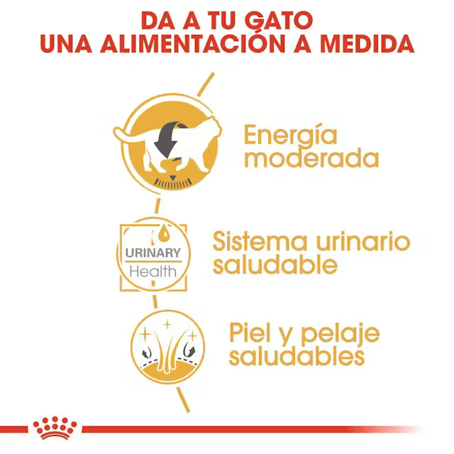 Royal Canin British Shorthair Paté Húmedo para Gatos al mejor precio -Todoanimal.es