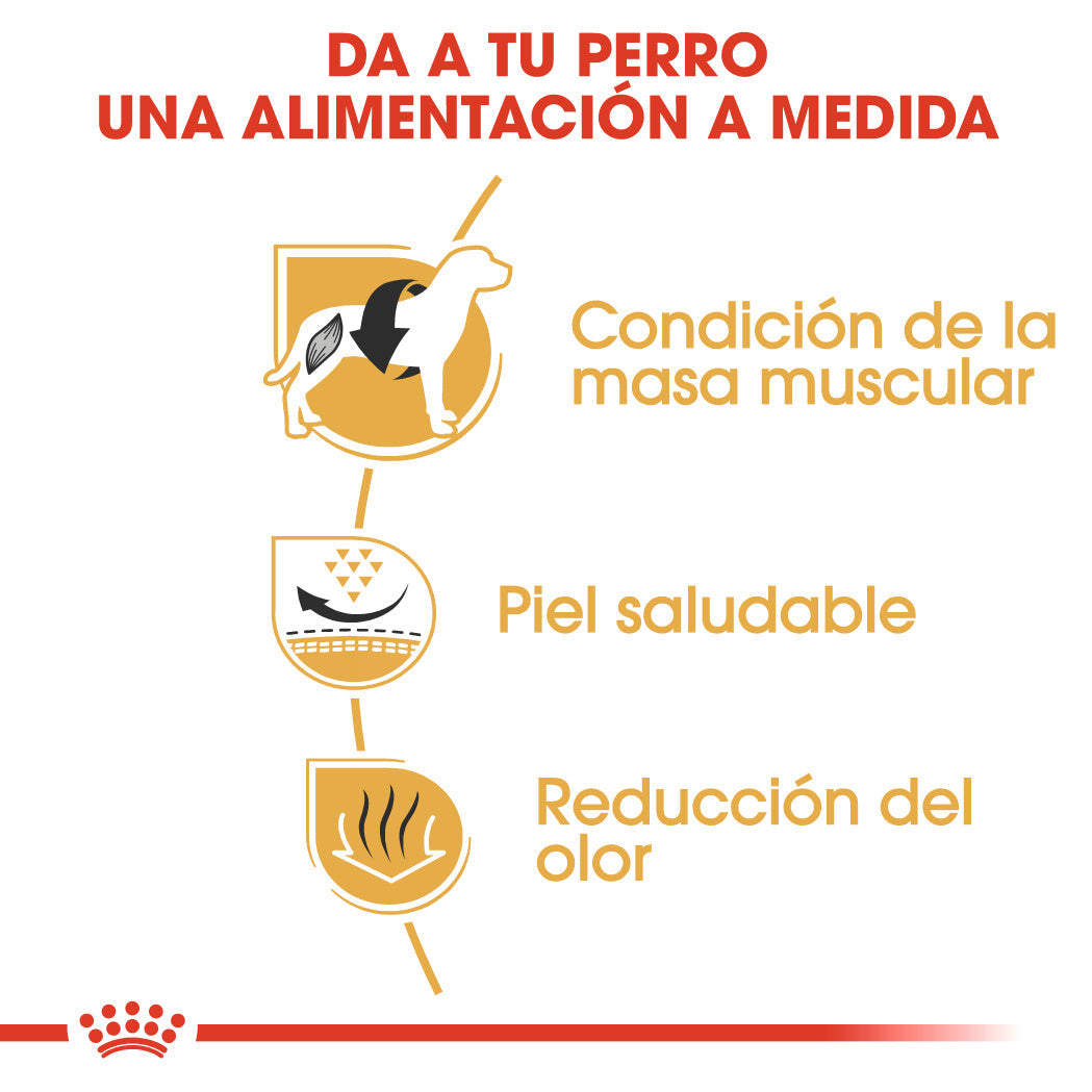 Royal Canin Bulldog Francés Pienso para Perros Adultos de Raza al mejor precio -Todoanimal.es