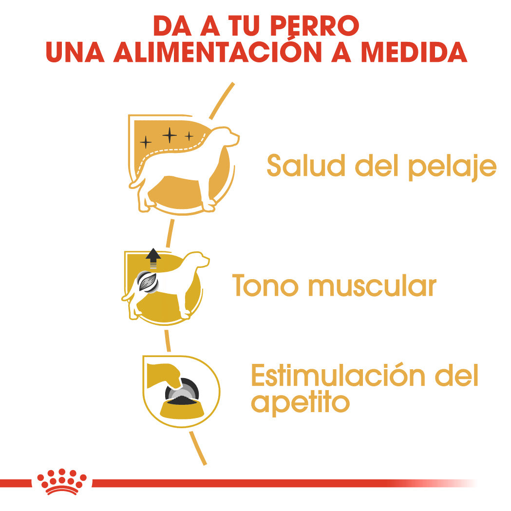 Royal Canin Caniche Poodle Paté Adulto 85 g Comida Húmeda para Perros al mejor precio -Todoanimal.es