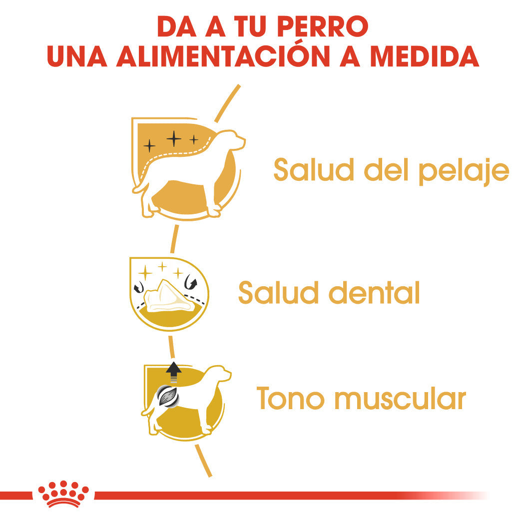 Royal Canin Caniche Poodle Pienso para Perros de Raza al mejor precio -Todoanimal.es
