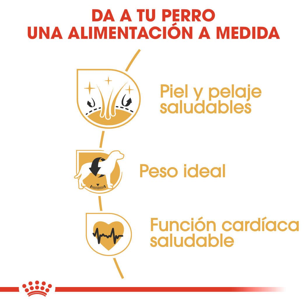 Royal Canin Cocker Spaniels Pienso para Perros de Raza al mejor precio -Todoanimal.es