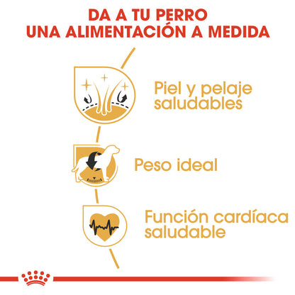 Royal Canin Cocker Spaniels Pienso para Perros de Raza al mejor precio -Todoanimal.es