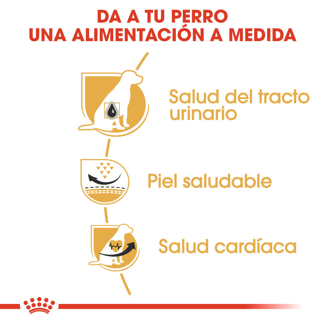 Royal Canin Dálmata Pienso para Perros Adultos de Raza al mejor precio -Todoanimal.es