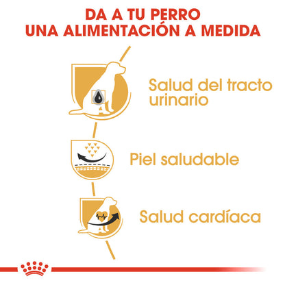 Royal Canin Dálmata Pienso para Perros Adultos de Raza al mejor precio -Todoanimal.es