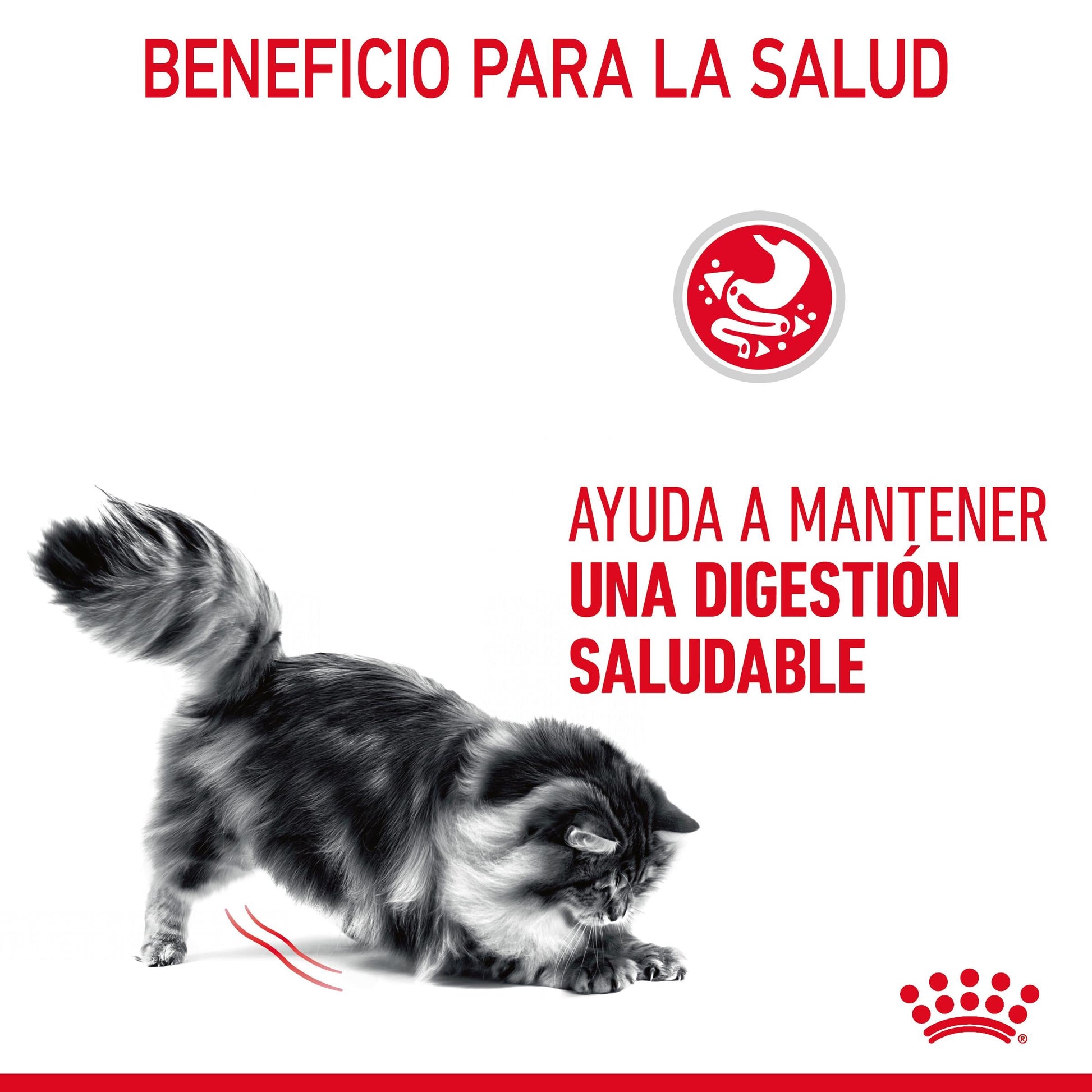 Royal Canin Digestive Care Finas Láminas en Salsa 85 g Húmedo para Gatos al mejor precio -Todoanimal.es