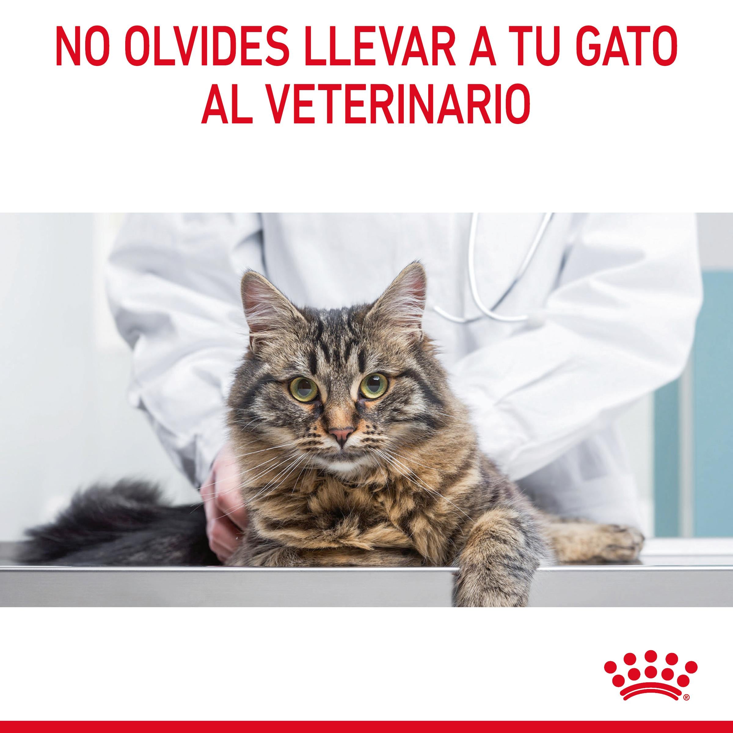 Royal Canin Digestive Care Pienso para Gatos al mejor precio -Todoanimal.es
