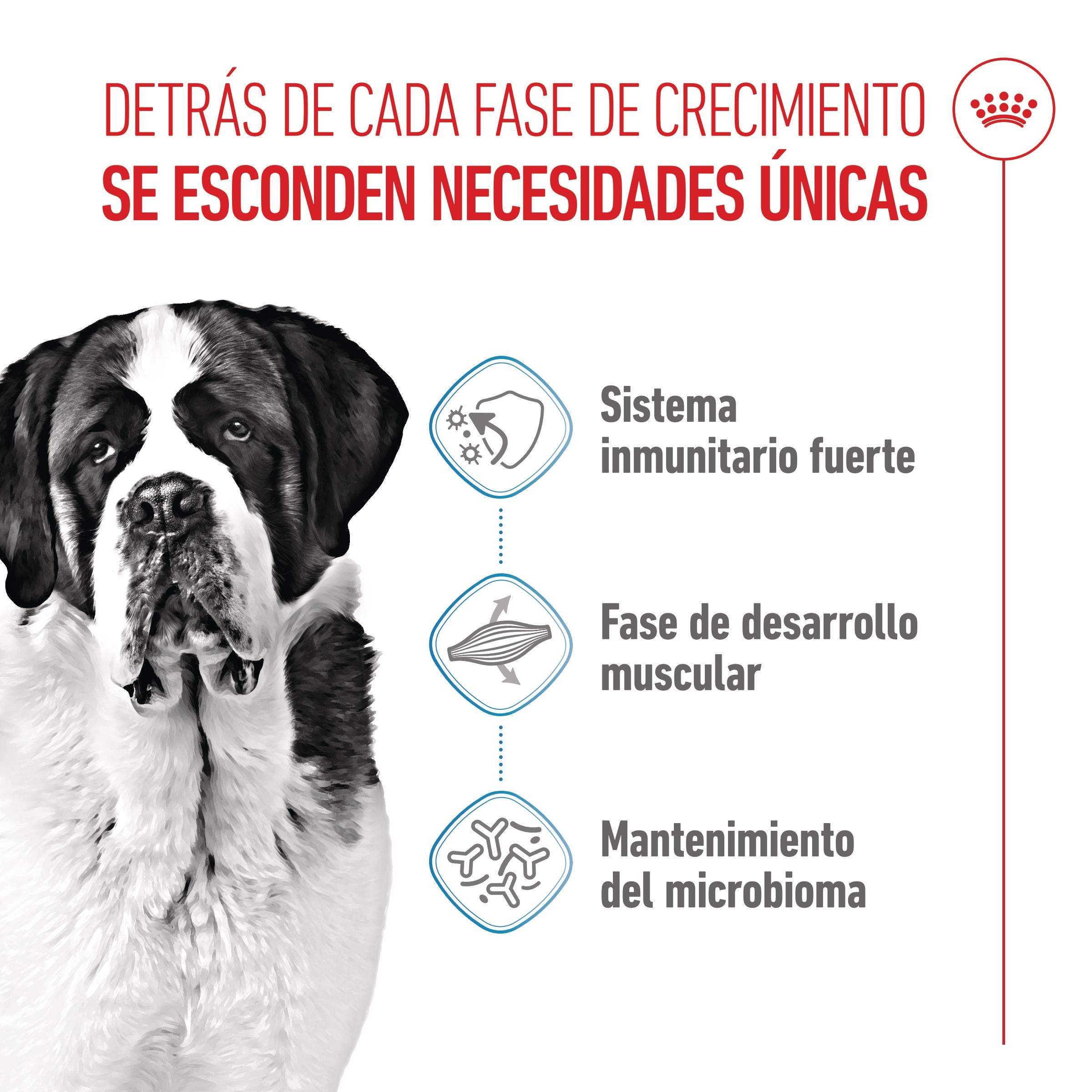Royal Canin Giant Junior Pienso para Cachorros de Raza Grande al mejor precio -Todoanimal.es