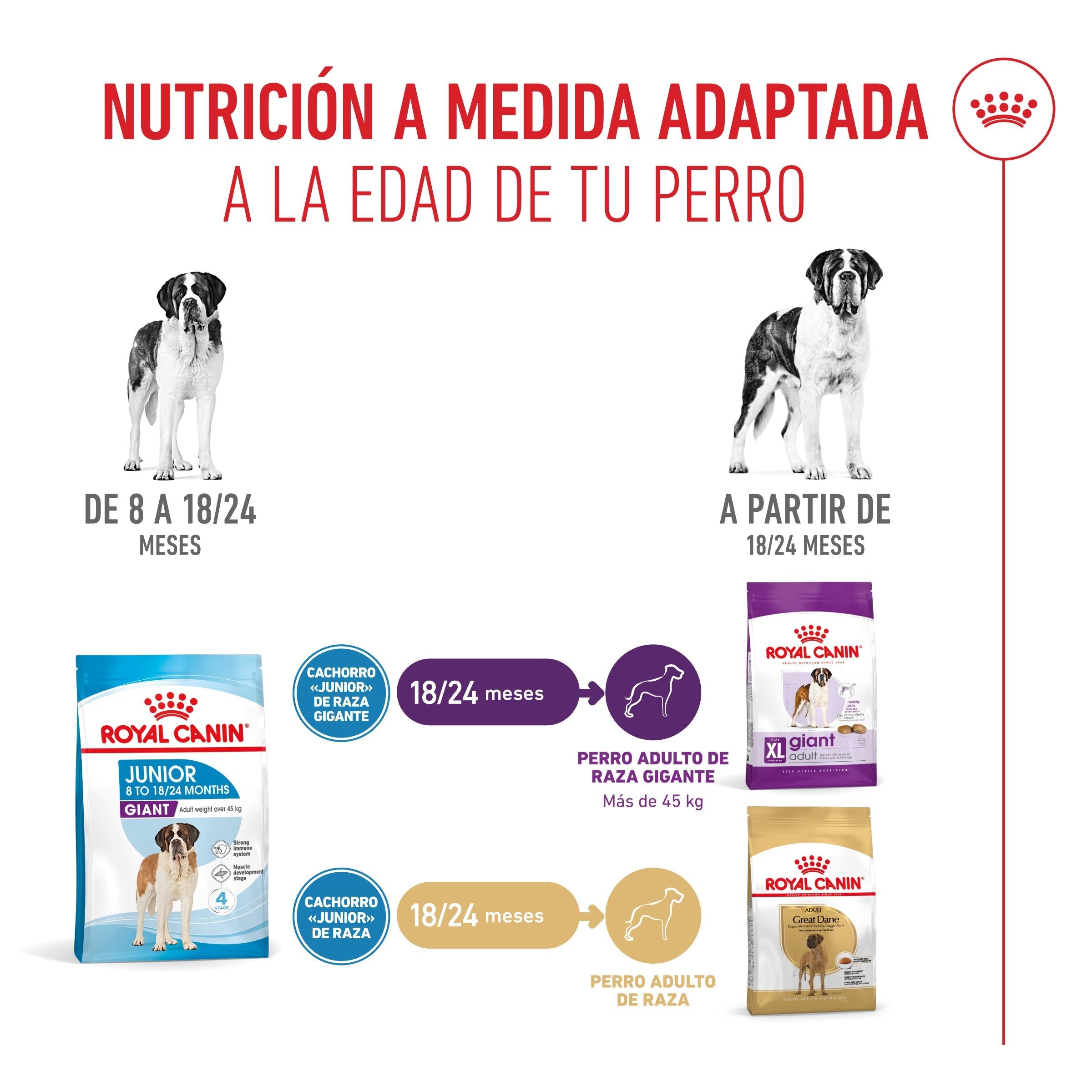 Royal Canin Giant Junior Pienso para Cachorros de Raza Grande al mejor precio -Todoanimal.es