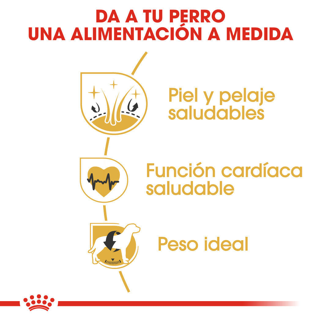 Royal Canin Golden Retriever Pienso para Perros de Raza al mejor precio -Todoanimal.es