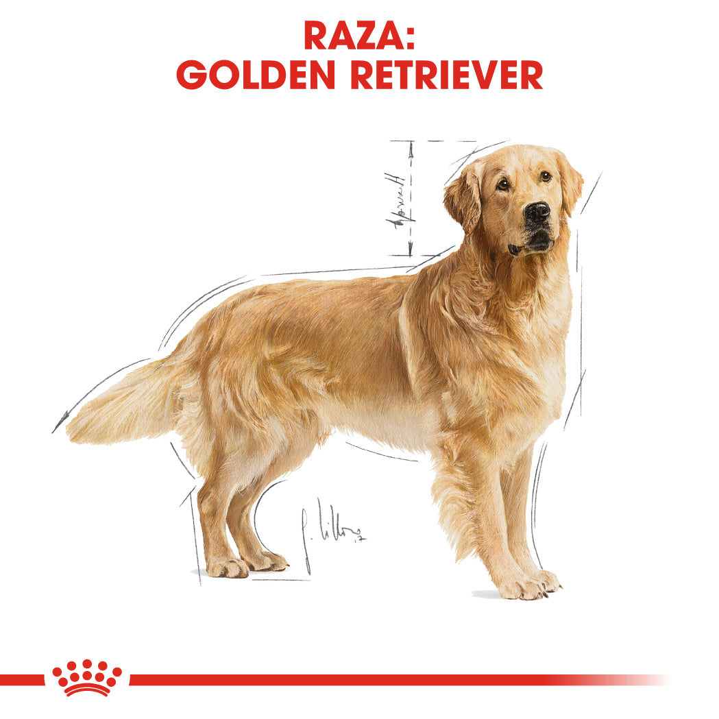 Royal Canin Golden Retriever Pienso para Perros de Raza al mejor precio -Todoanimal.es