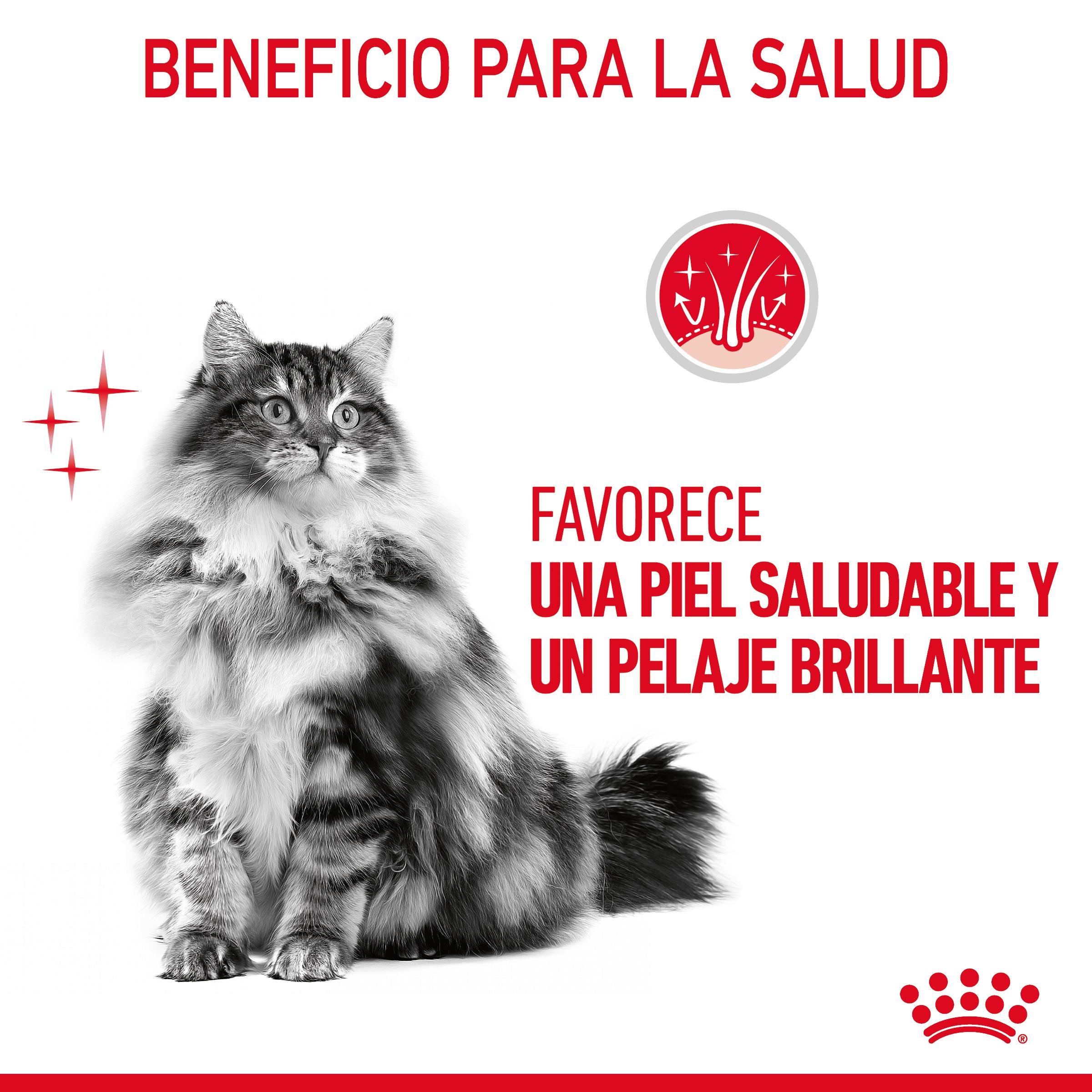 Royal Canin Hair & Skin Care Finas Láminas en Salsa 85 g Húmedo para Gatos al mejor precio -Todoanimal.es