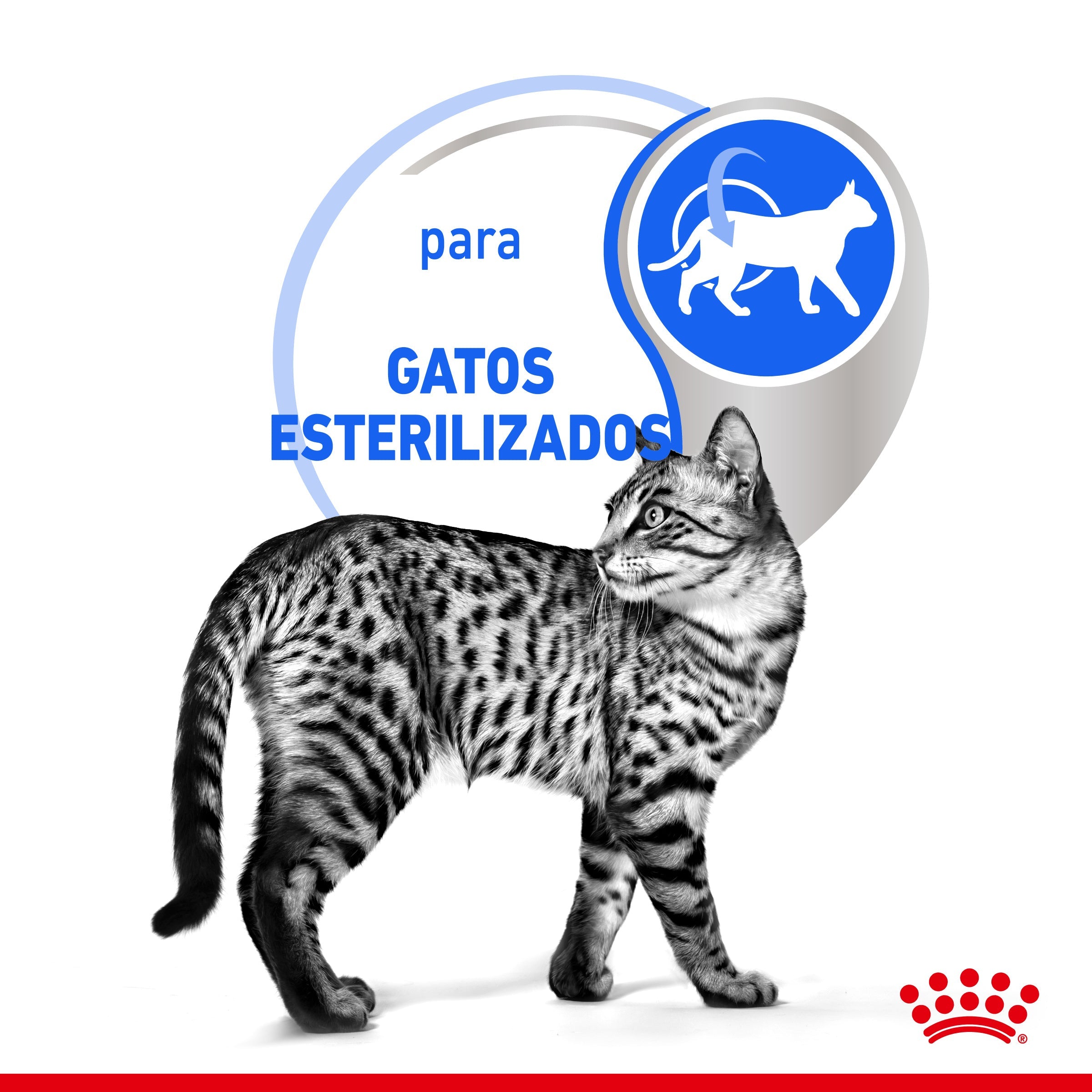 Royal Canin Indoor Sterilized 85 g Comida Húmeda en Salsa para Gatos al mejor precio -Todoanimal.es