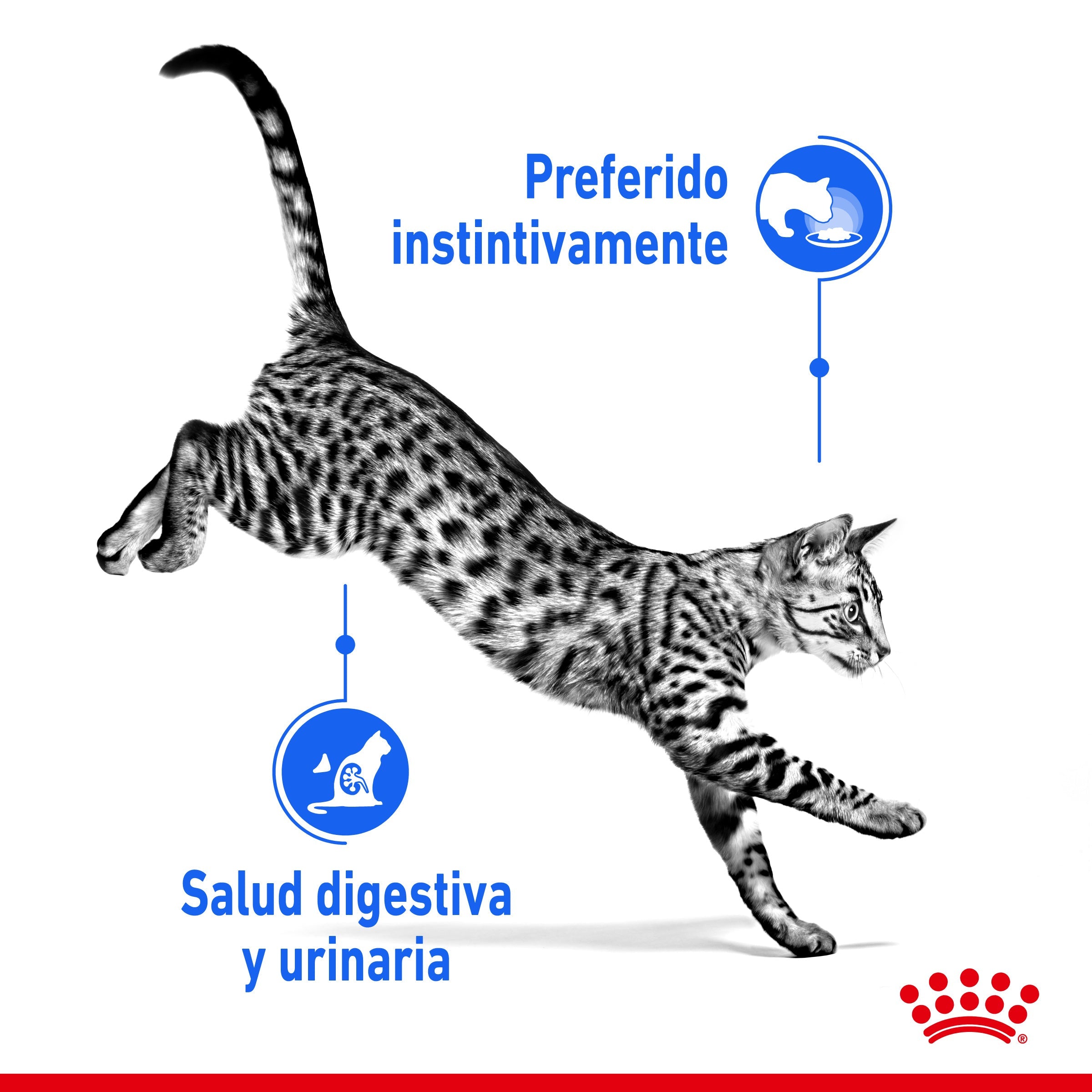 Royal Canin Indoor Sterilized 85 g Comida Húmeda en Salsa para Gatos al mejor precio -Todoanimal.es