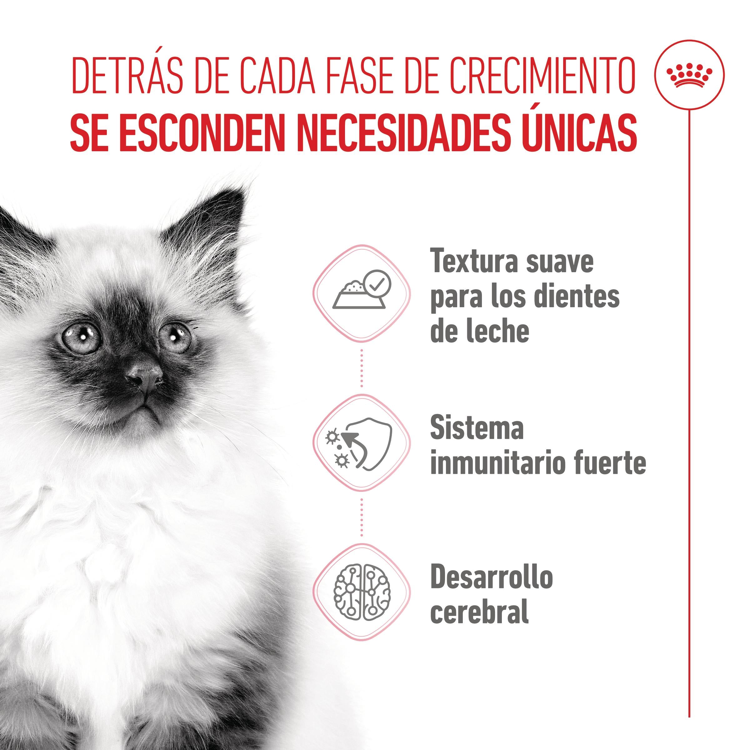 Royal Canin Kitten Húmedo 85 g para Gatos | Salsa, Gelatina o Paté al mejor precio -Todoanimal.es