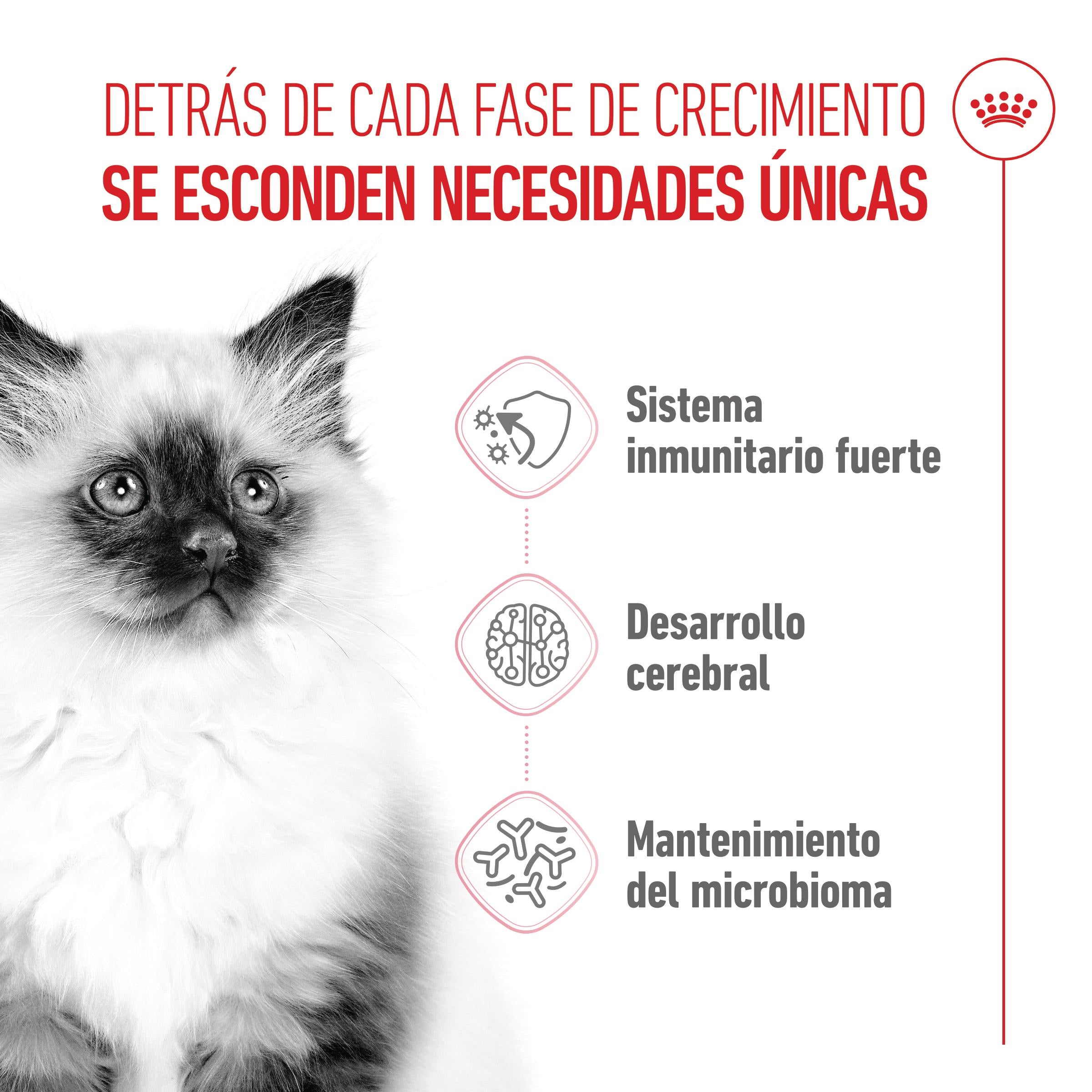 Royal Canin Kitten Pienso para Gatitos al mejor precio -Todoanimal.es