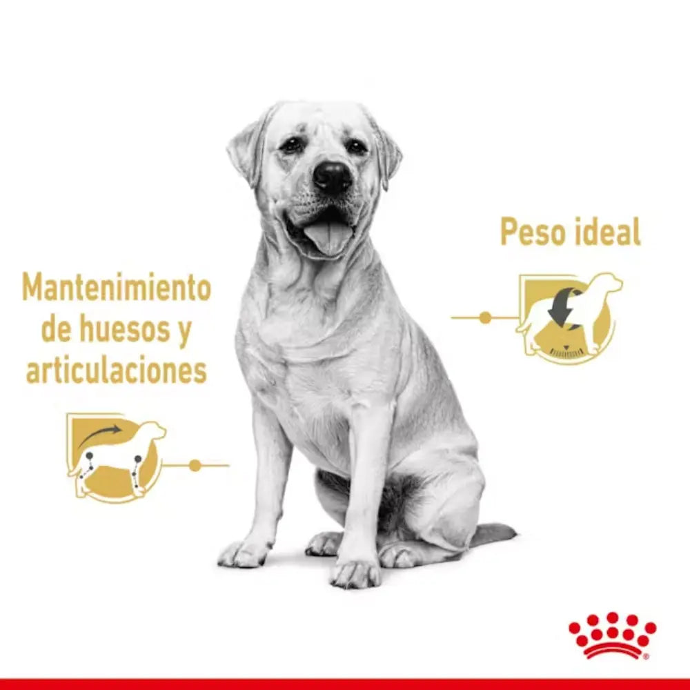 Royal Canin Labrador Adult 140 g Húmedo al mejor precio -Todoanimal.es