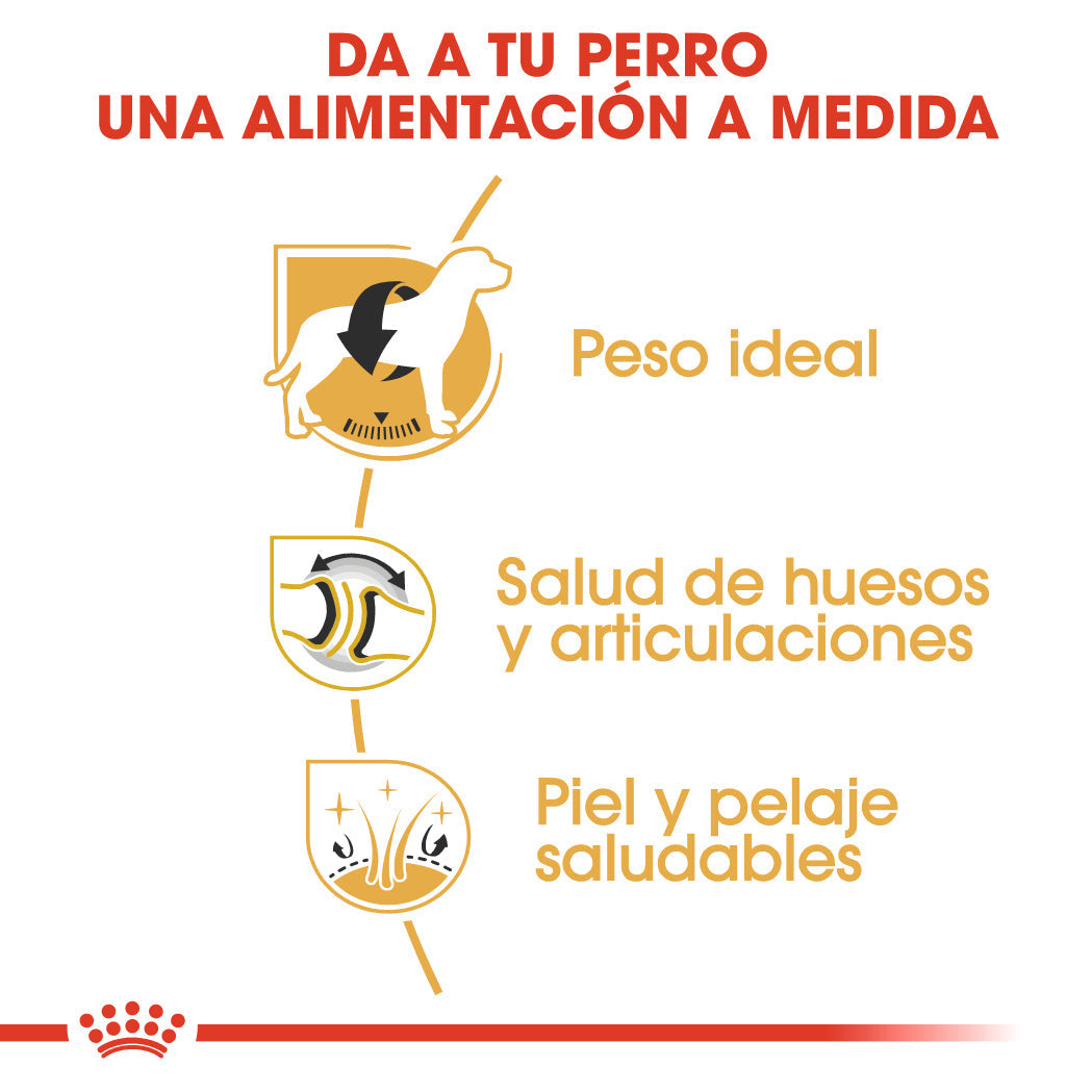 Royal Canin Labrador Pienso para Perros Adultos de Raza al mejor precio -Todoanimal.es