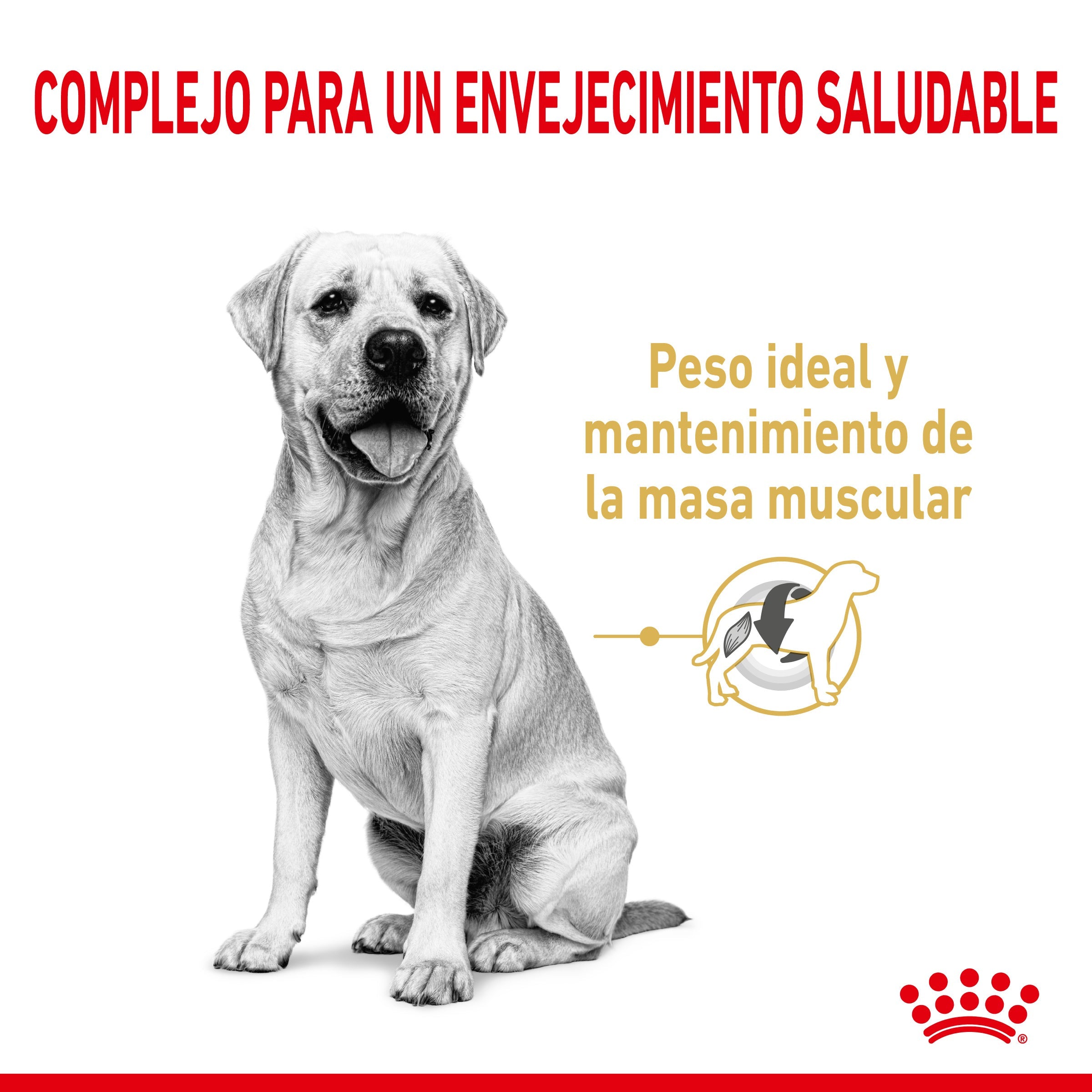 Royal Canin Labrador Retriever Ageing 5+ Pienso para Perros de Raza al mejor precio -Todoanimal.es