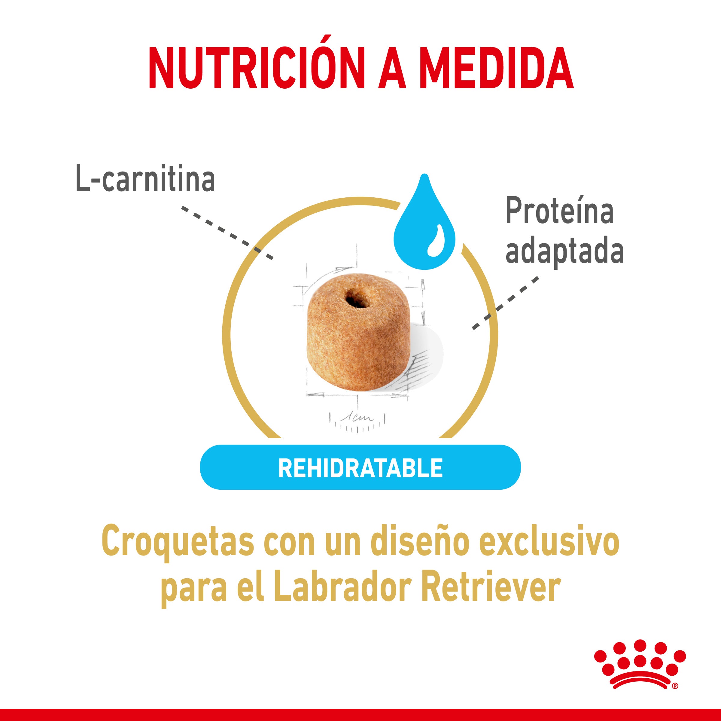 Royal Canin Labrador Retriever Ageing 5+ Pienso para Perros de Raza al mejor precio -Todoanimal.es