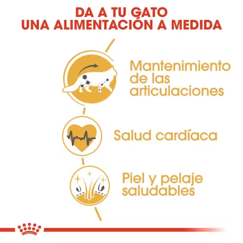 Royal Canin Maine Coon 31 Pienso para Gatos Adultos al mejor precio -Todoanimal.es