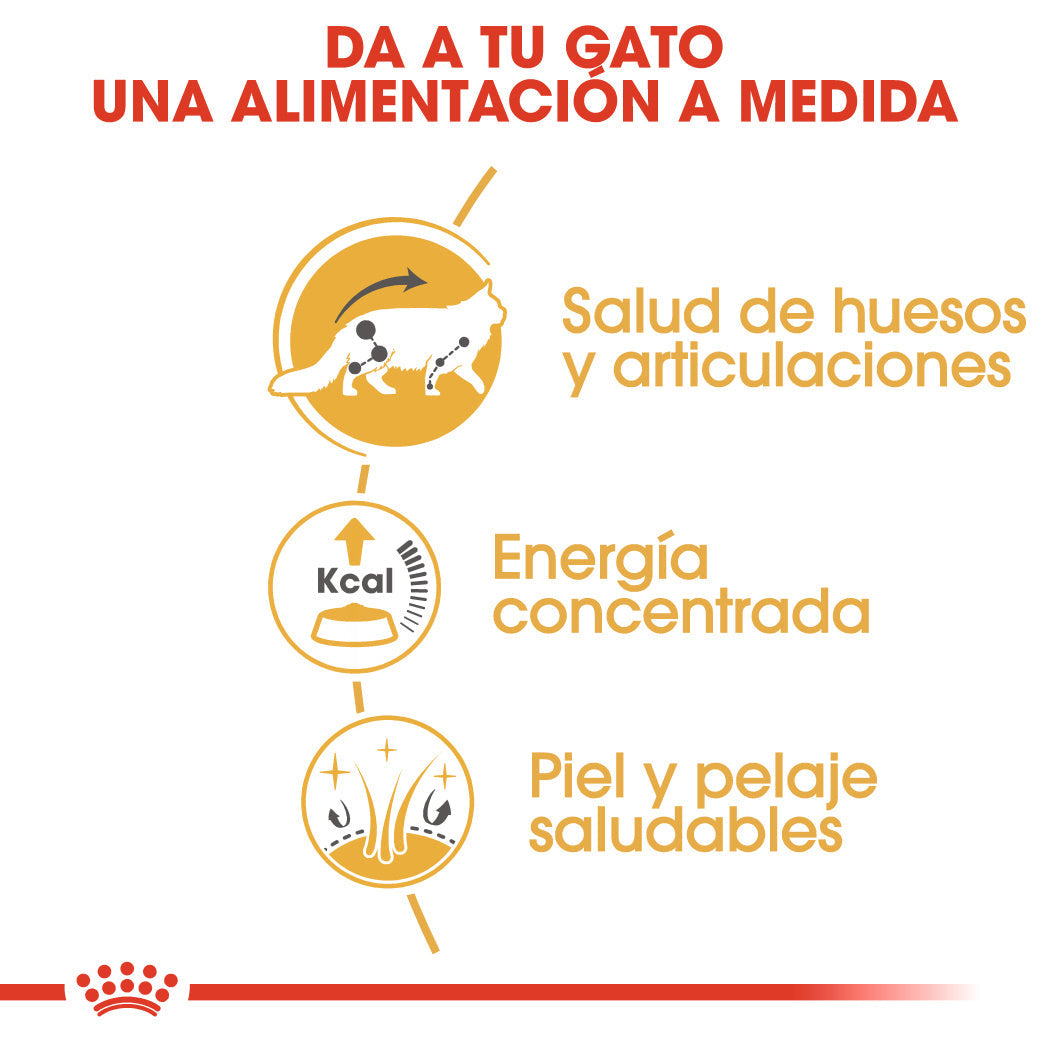Royal Canin Maine Coon Wet 85 g Paté Húmedo para Gatos al mejor precio -Todoanimal.es