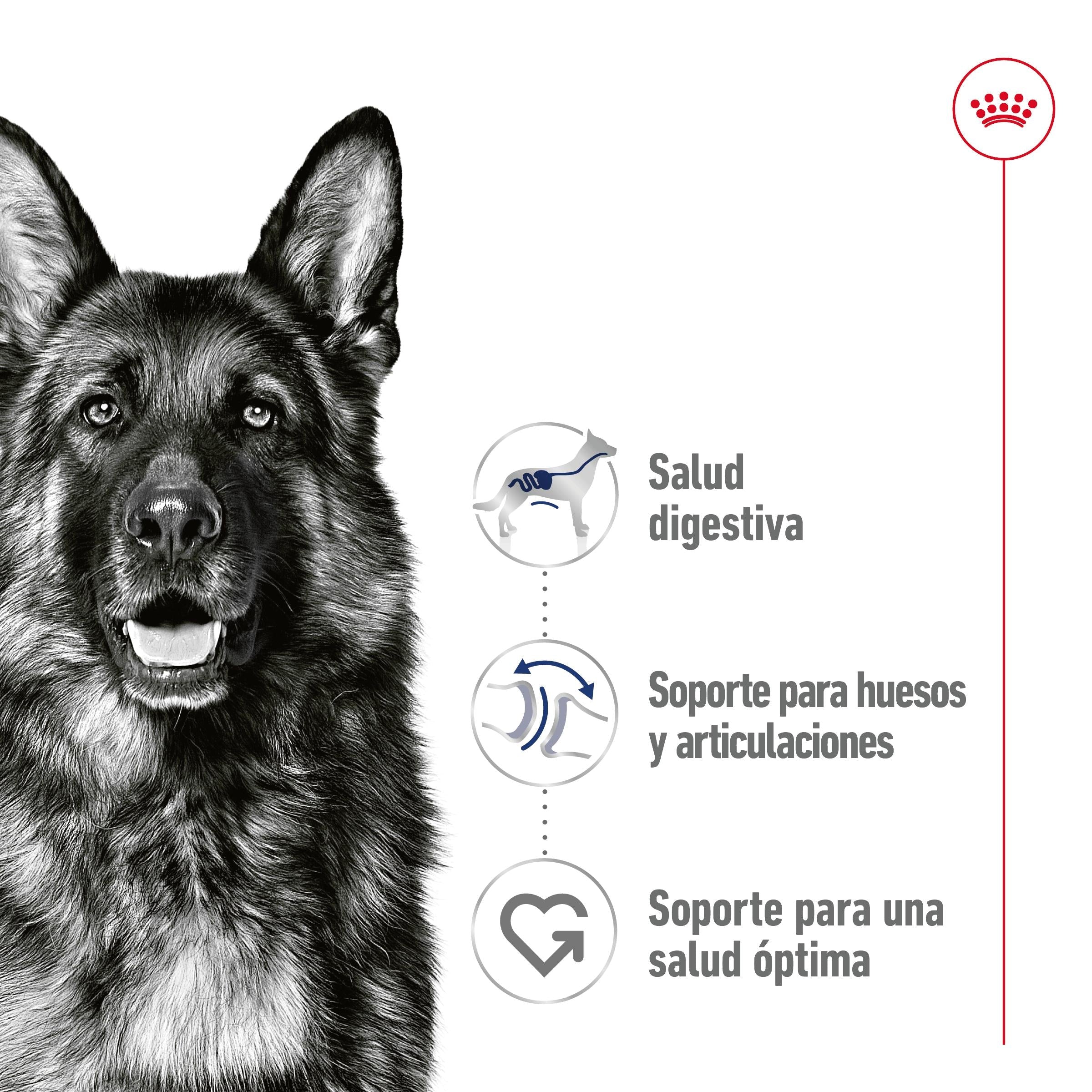 Royal Canin Maxi Adult Lata 410 g Paté Húmedo para Perros al mejor precio -Todoanimal.es
