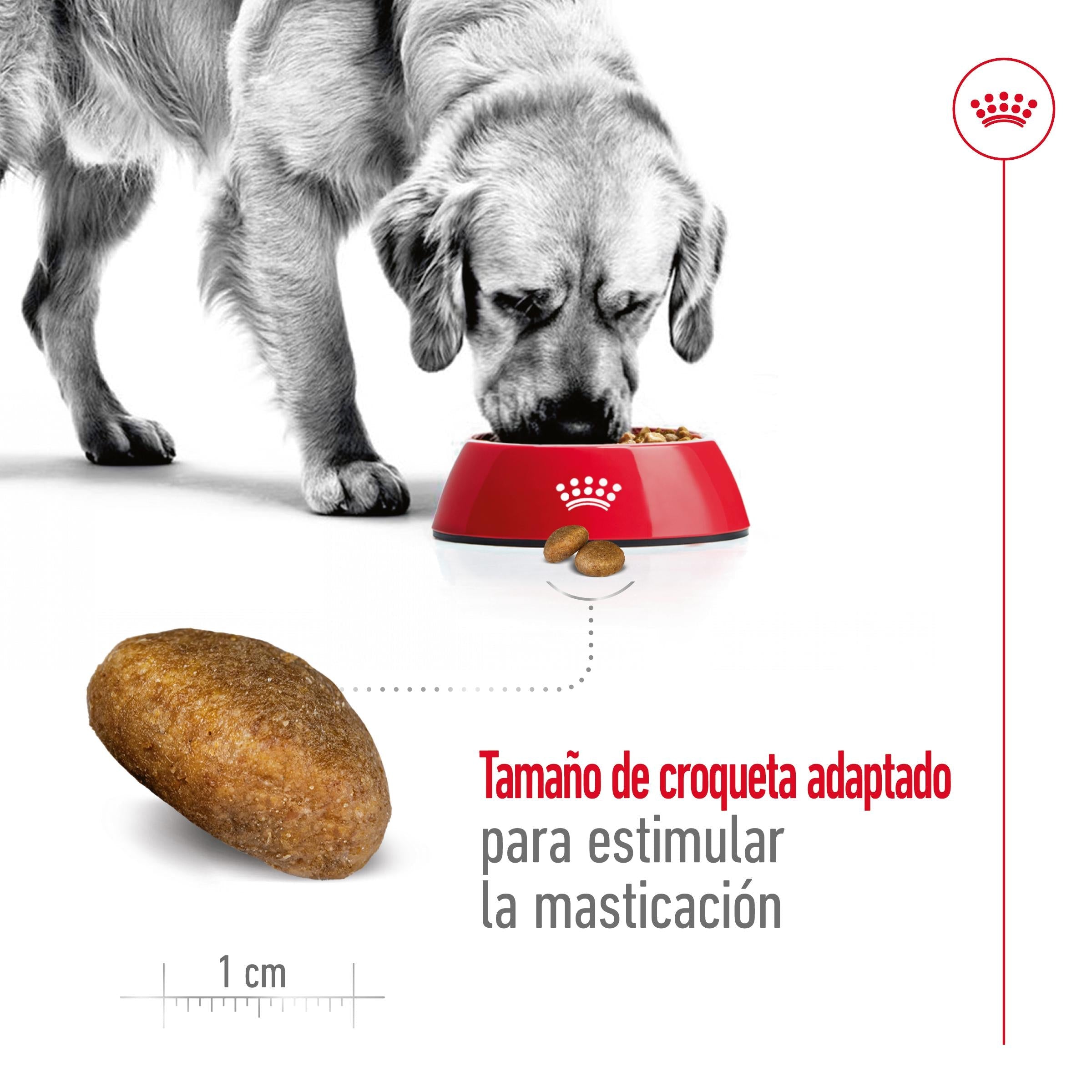 Royal Canin Maxi Adult Pienso para Perros al mejor precio -Todoanimal.es