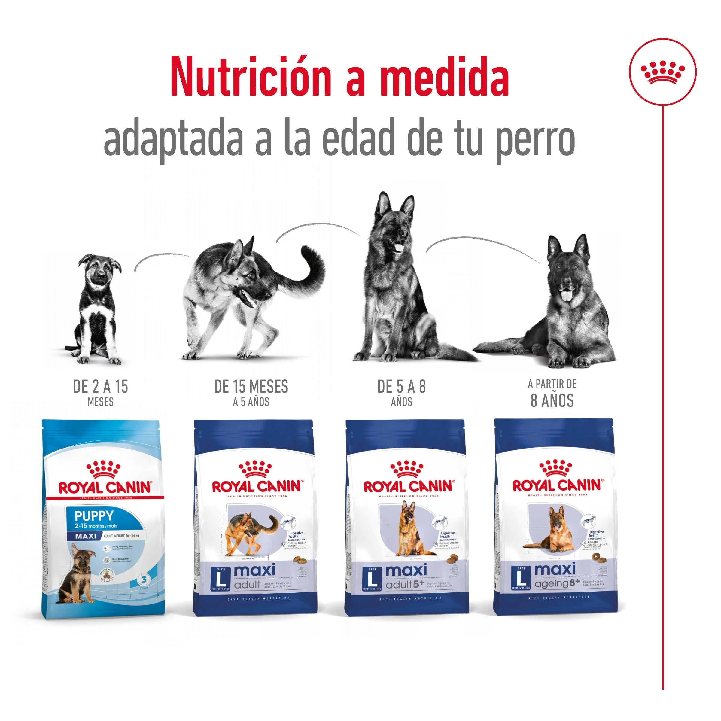 Royal Canin Maxi Adult Pienso para Perros al mejor precio -Todoanimal.es