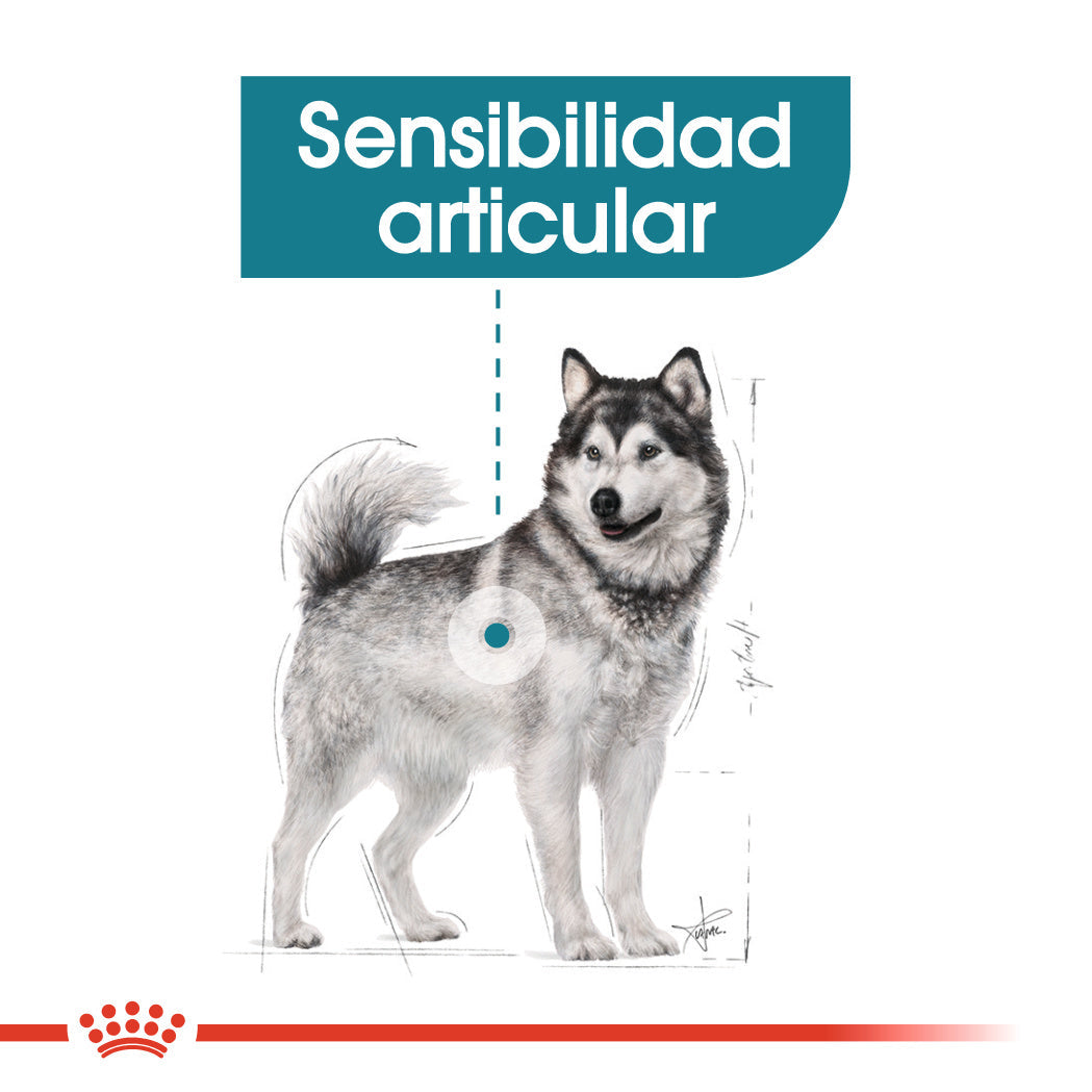Royal Canin Maxi Joint Care Pienso para Perros al mejor precio -Todoanimal.es