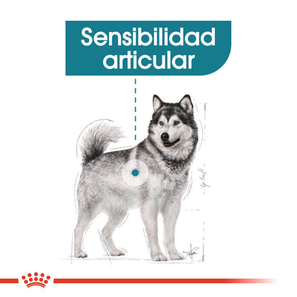 Royal Canin Maxi Joint Care Pienso para Perros al mejor precio -Todoanimal.es