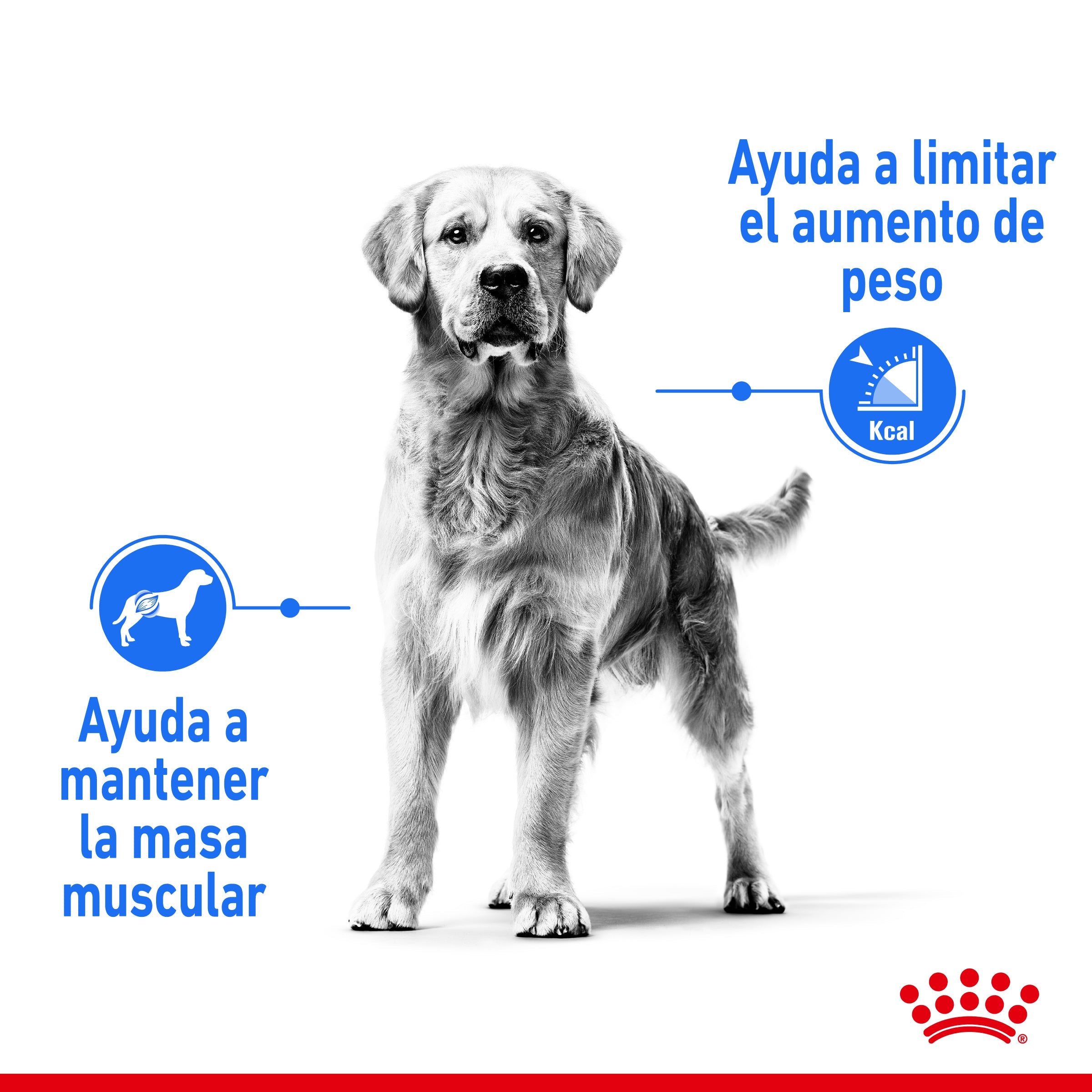 Royal Canin Maxi Light Weight Care Pienso para Perros al mejor precio -Todoanimal.es