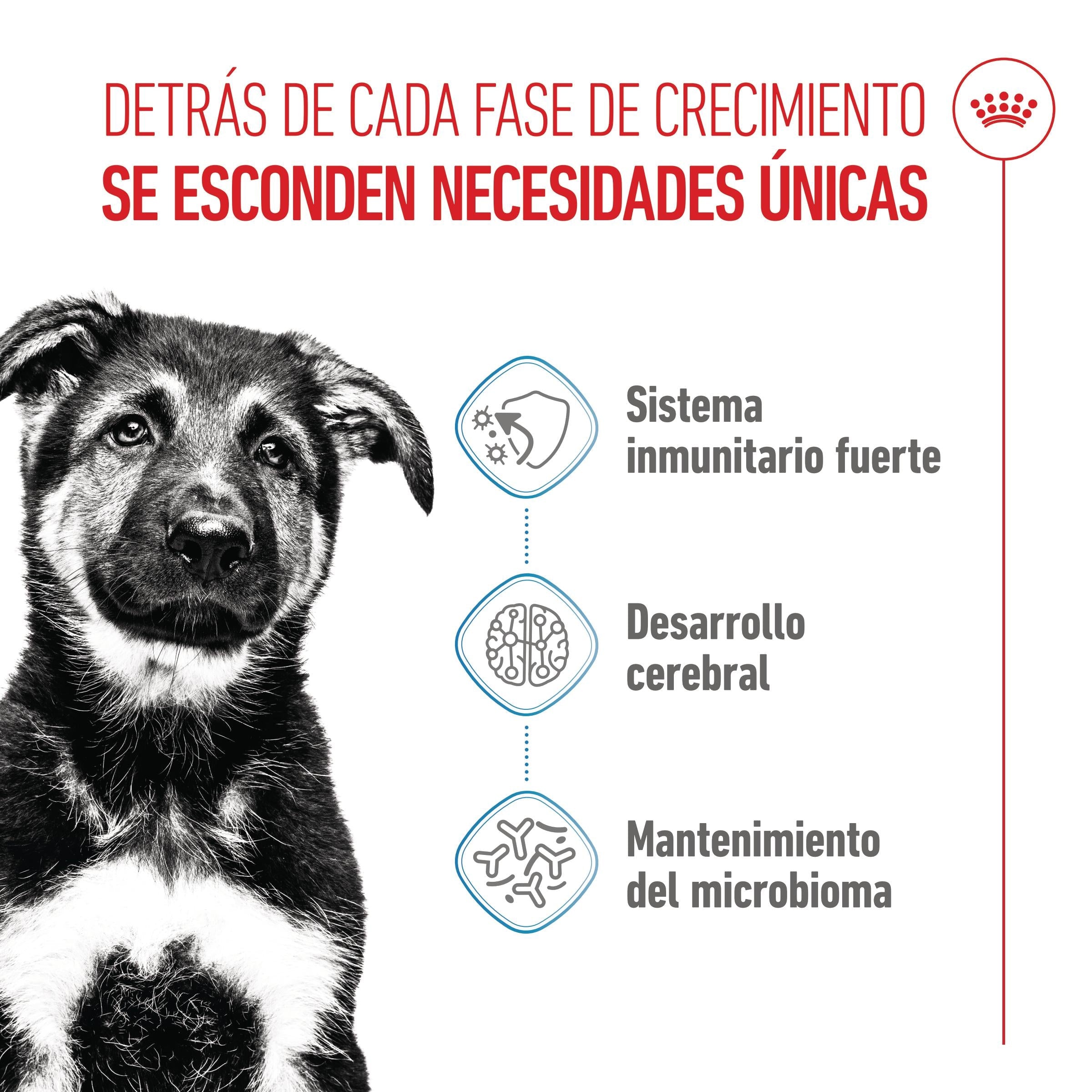 Royal Canin Maxi Puppy Pienso para Cachorros al mejor precio -Todoanimal.es