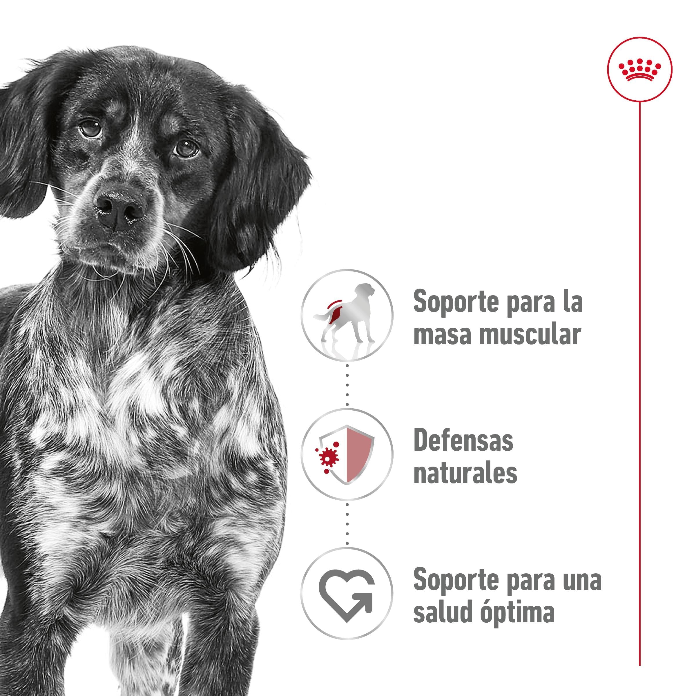 Royal Canin Medium Adult 410 g lata perro húmedo al mejor precio -Todoanimal.es