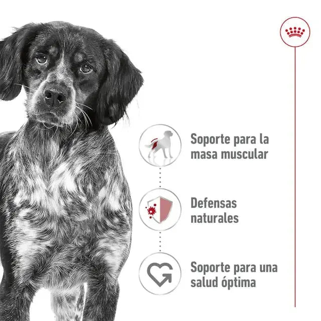 Royal Canin Medium Adult 410gr lata perro húmedo ROYAL CANIN IBÉRICA S.A.U.