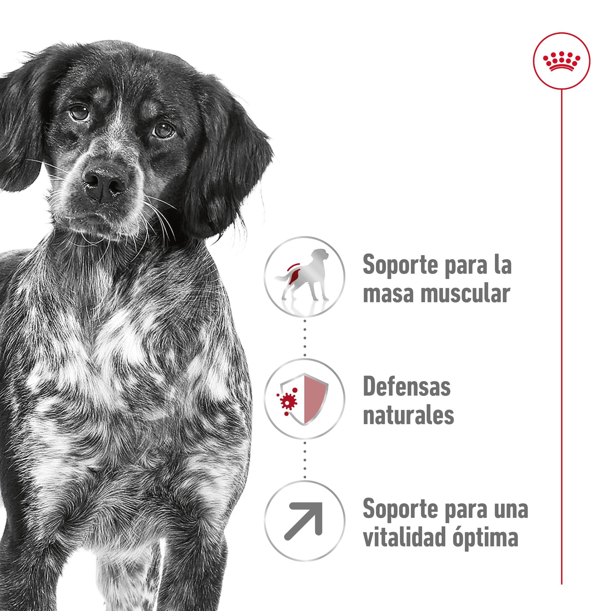 Royal Canin Medium Adult 7+ Pienso para Perros al mejor precio -Todoanimal.es