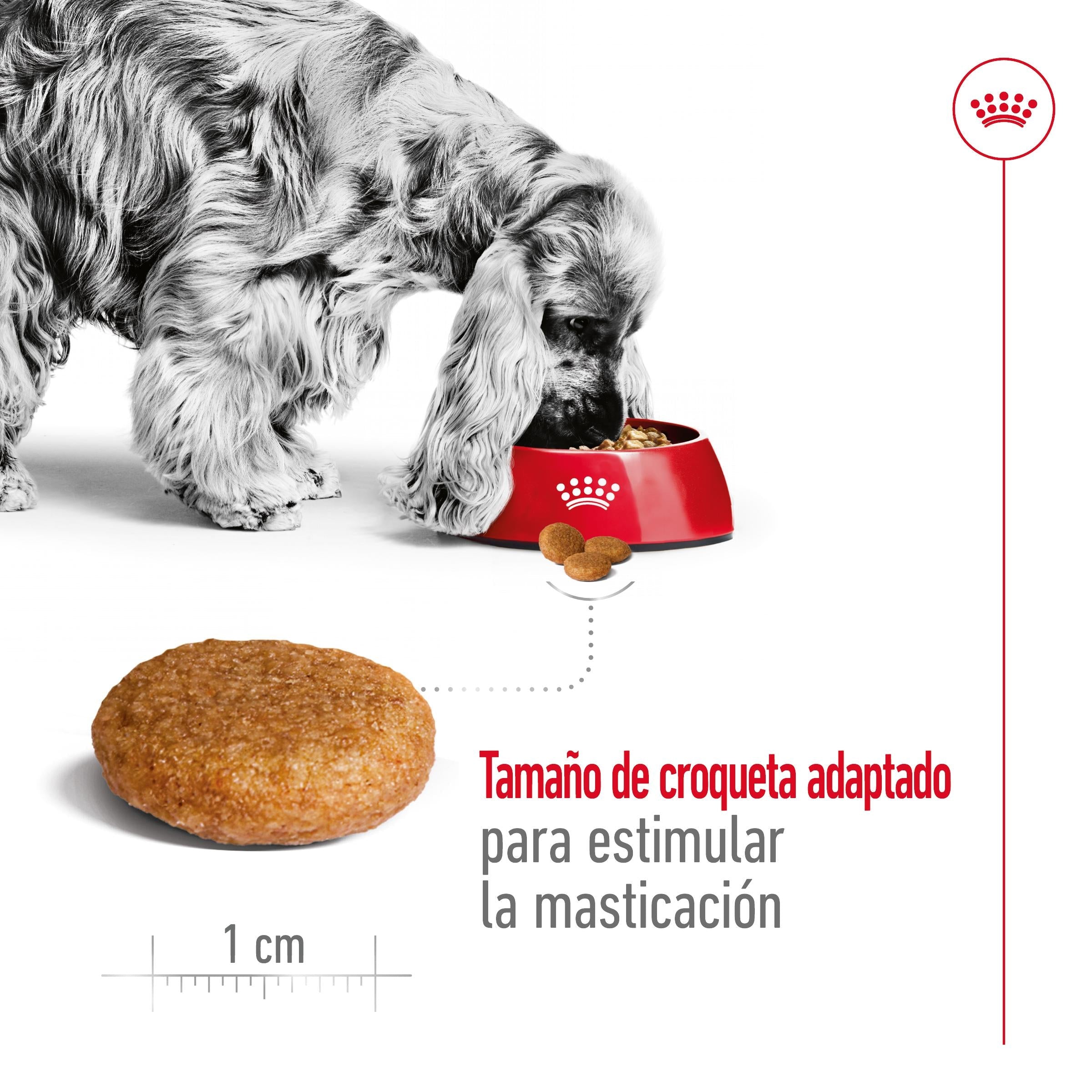 Royal Canin Medium Adult Pienso para Perros al mejor precio -Todoanimal.es