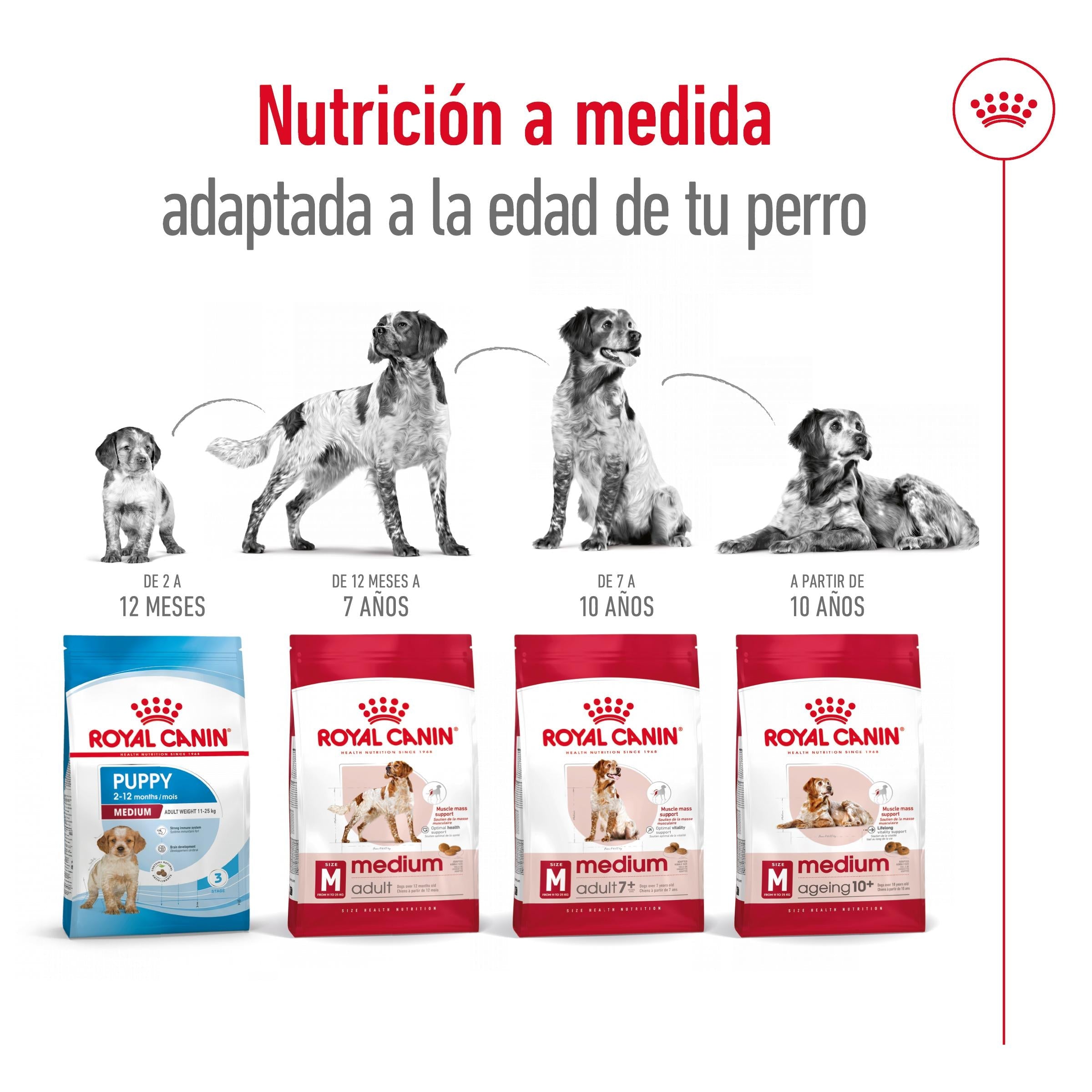Royal Canin Medium Adult Pienso para Perros al mejor precio -Todoanimal.es