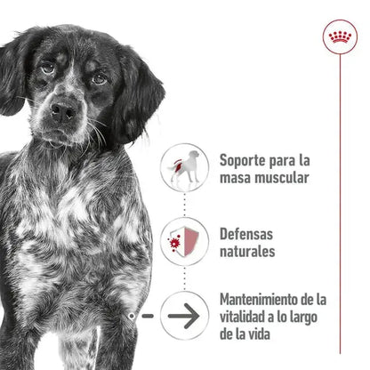 Royal Canin Medium Ageing 410gr lata perro húmedo ROYAL CANIN IBÉRICA S.A.U.