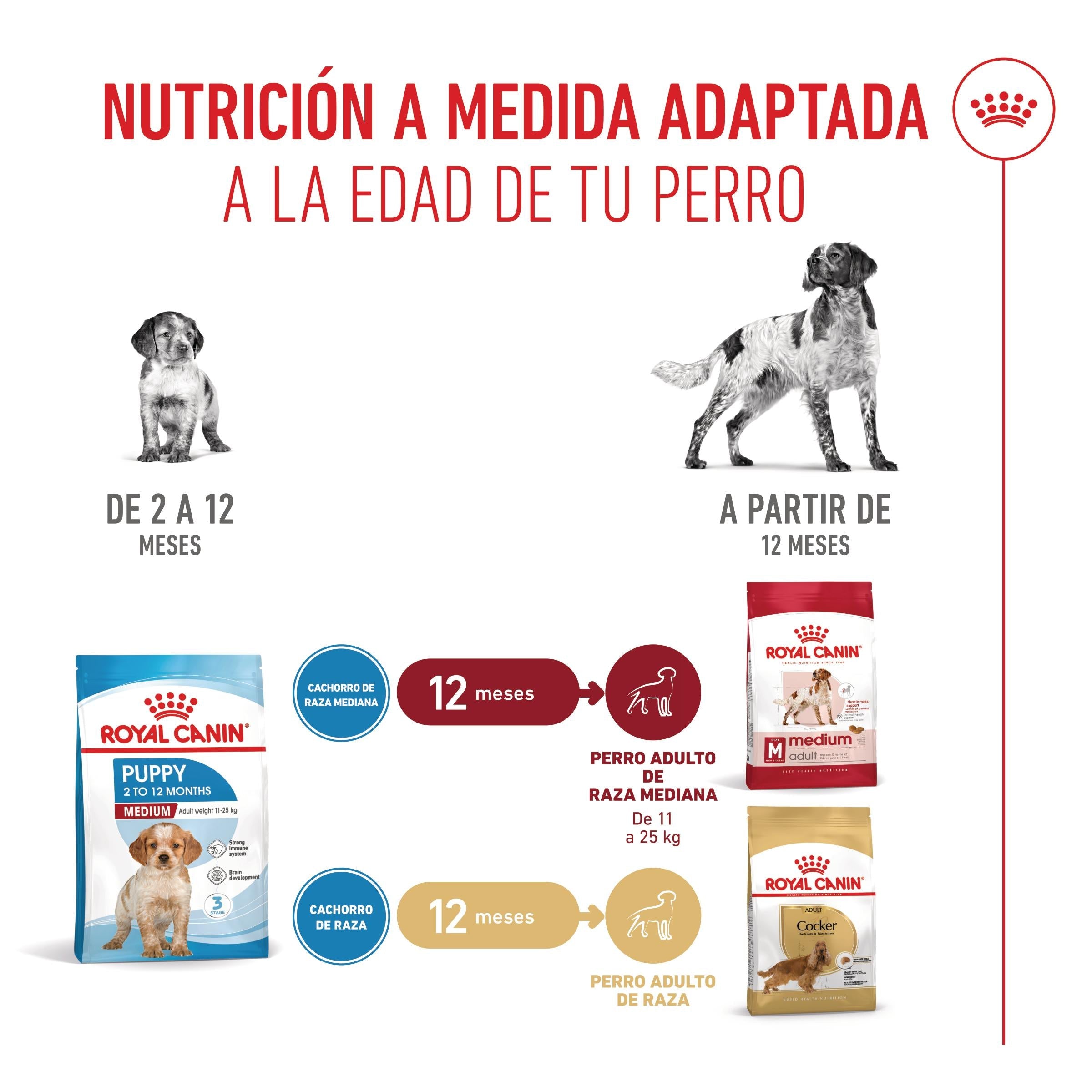 Royal Canin Medium Puppy Pienso para Cachorros al mejor precio -Todoanimal.es
