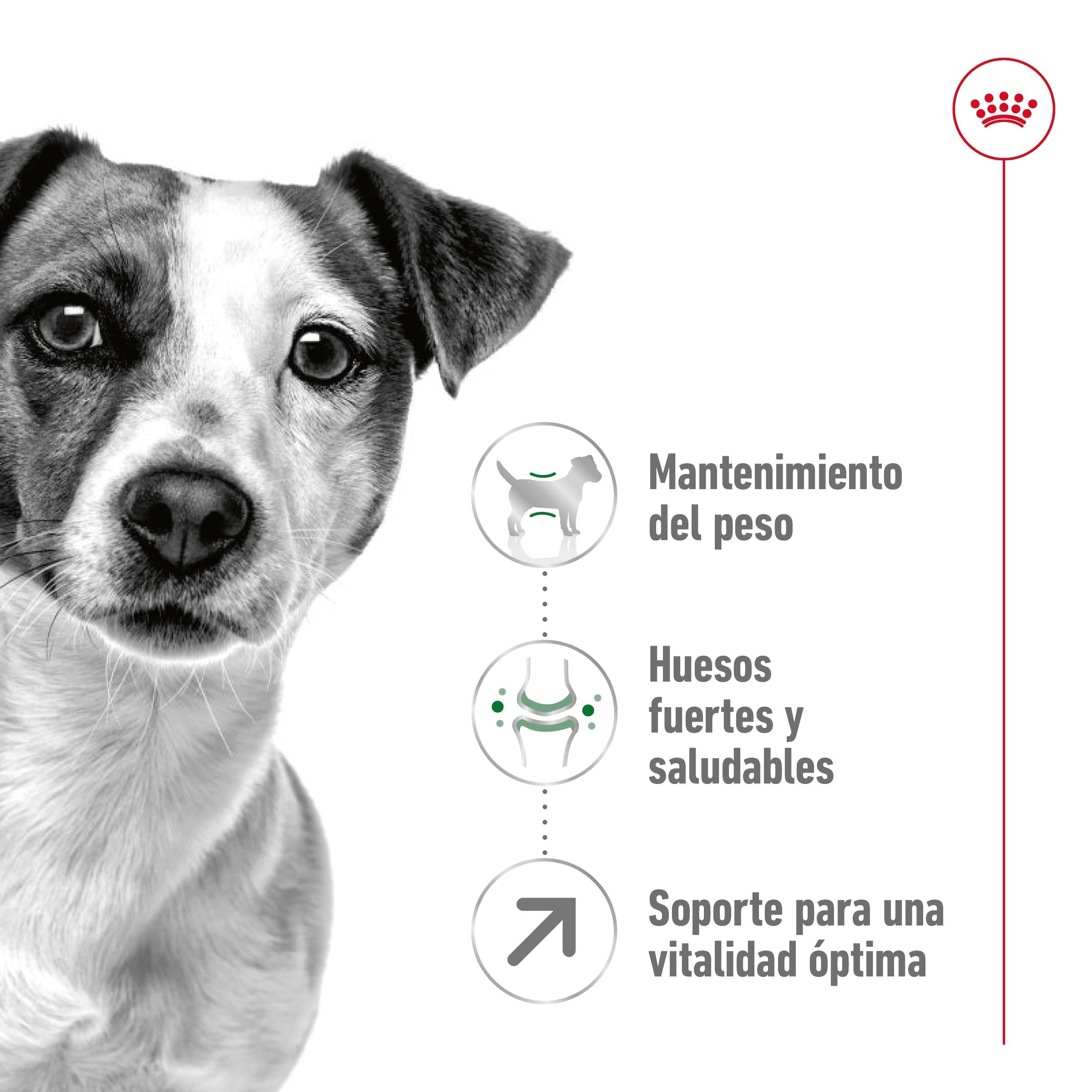 Royal Canin Mini Adult 8+ Pienso para Perros al mejor precio -Todoanimal.es