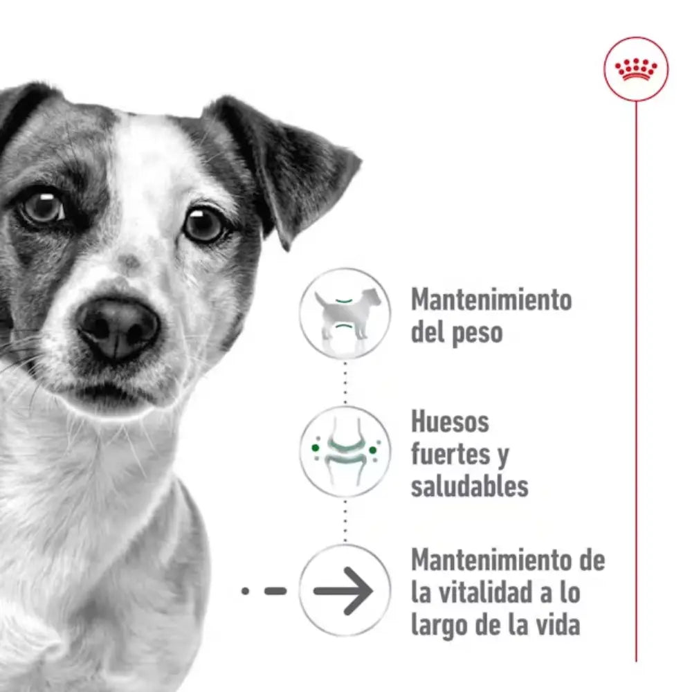 Royal Canin Mini Ageing+12 1.5 kg al mejor precio -Todoanimal.es