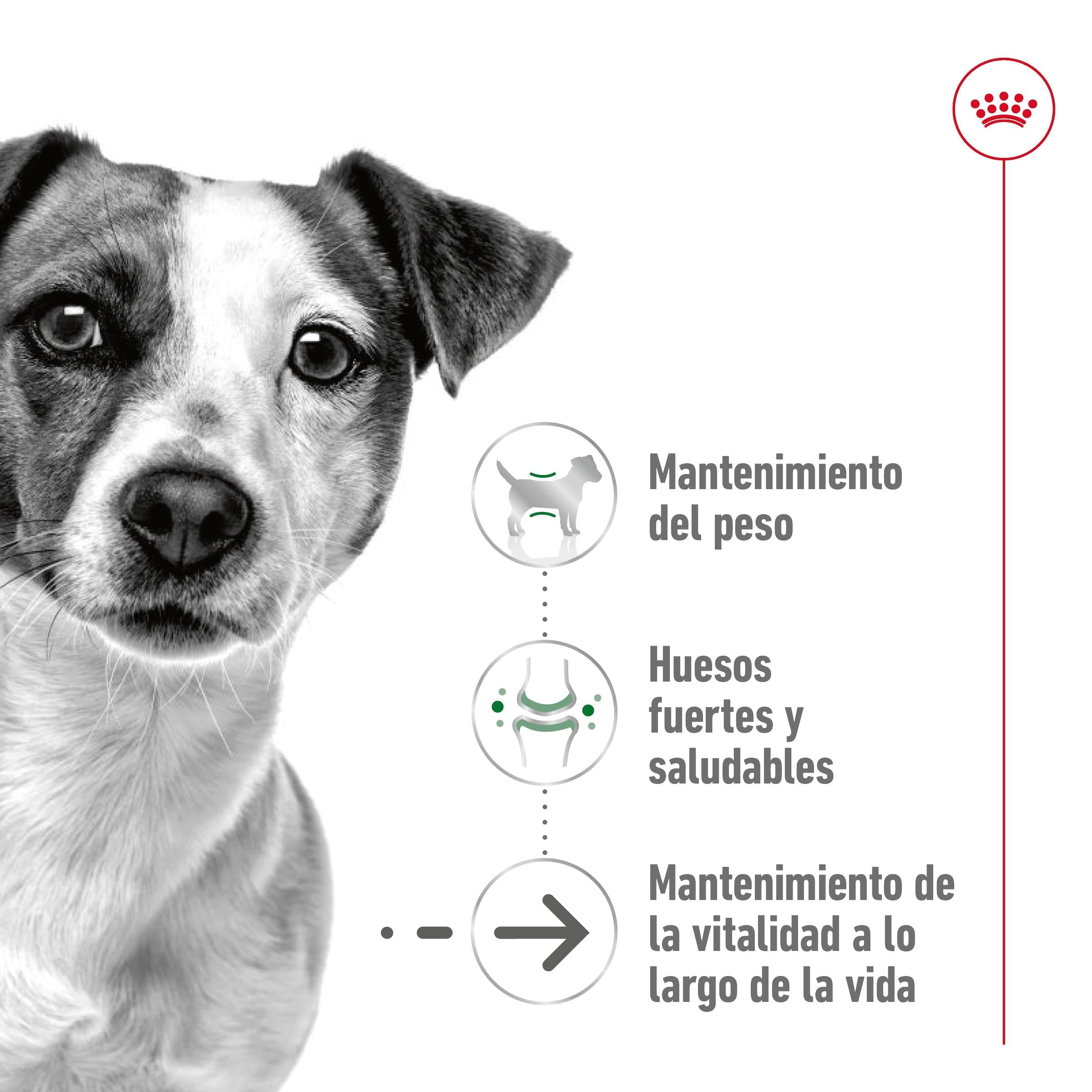 Royal Canin Mini Ageing+12 Pienso para Perros Senior al mejor precio -Todoanimal.es