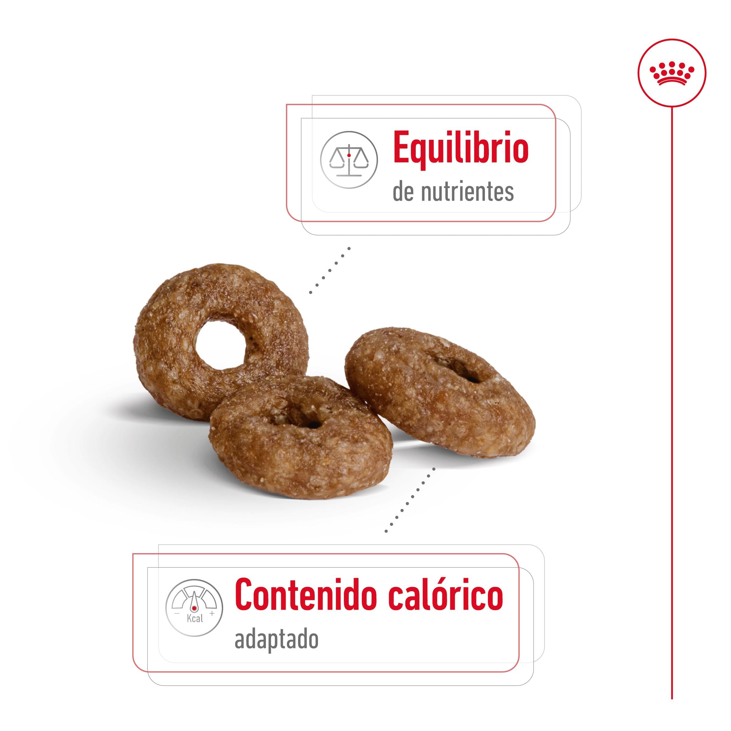 Royal Canin Mini Ageing+12 Pienso para Perros Senior al mejor precio -Todoanimal.es