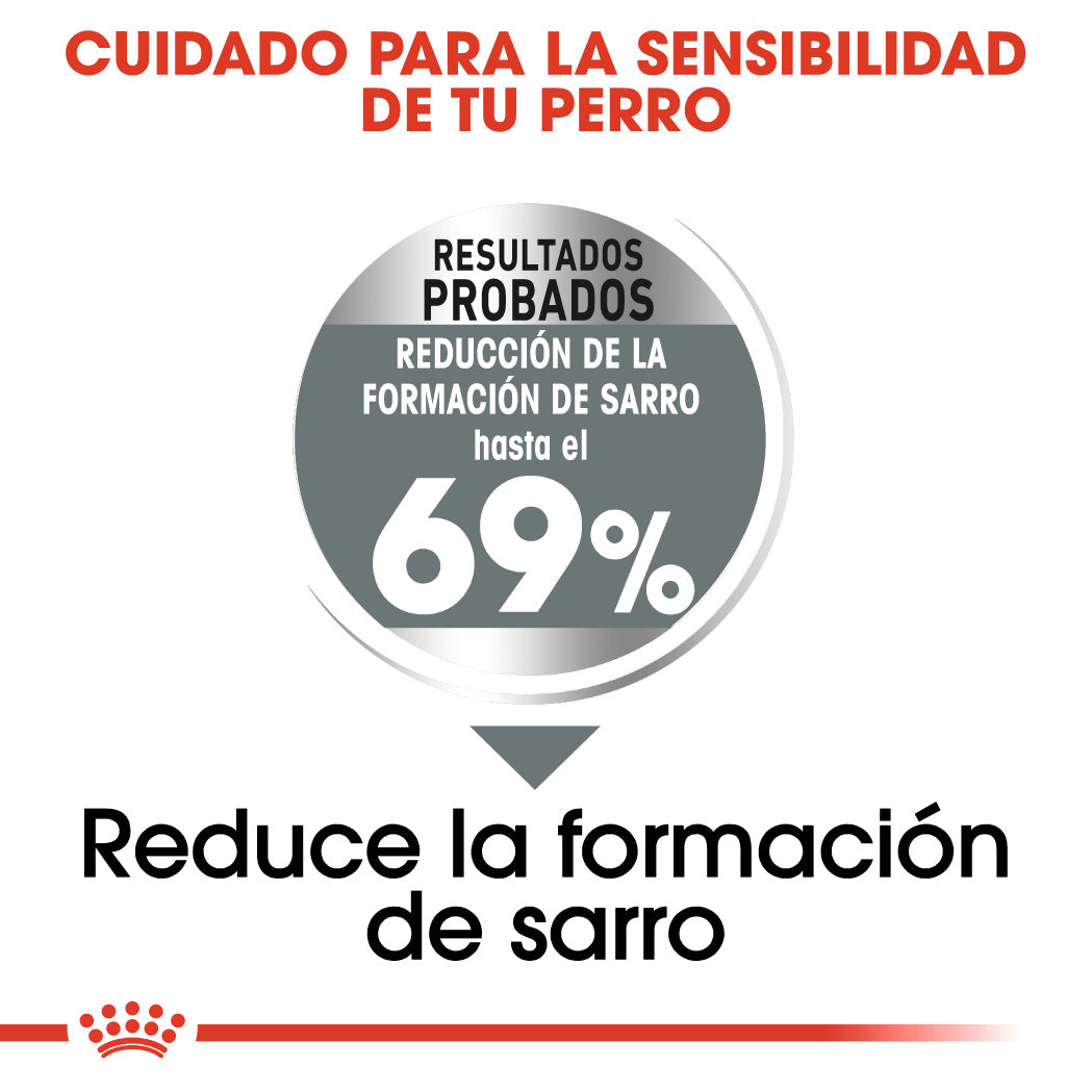 Royal Canin Mini Dental Care Pienso para Perros al mejor precio -Todoanimal.es