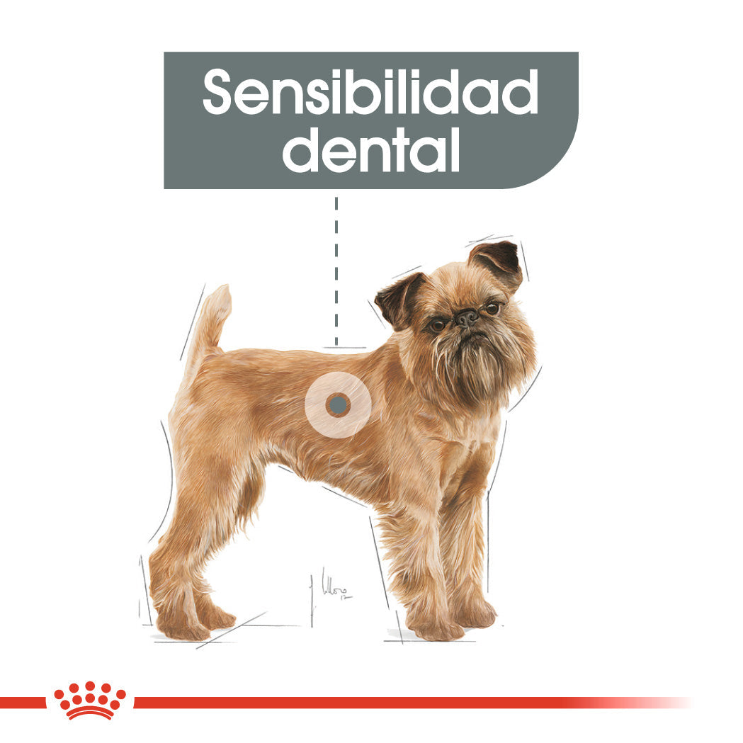 Royal Canin Mini Dental Care Pienso para Perros al mejor precio -Todoanimal.es