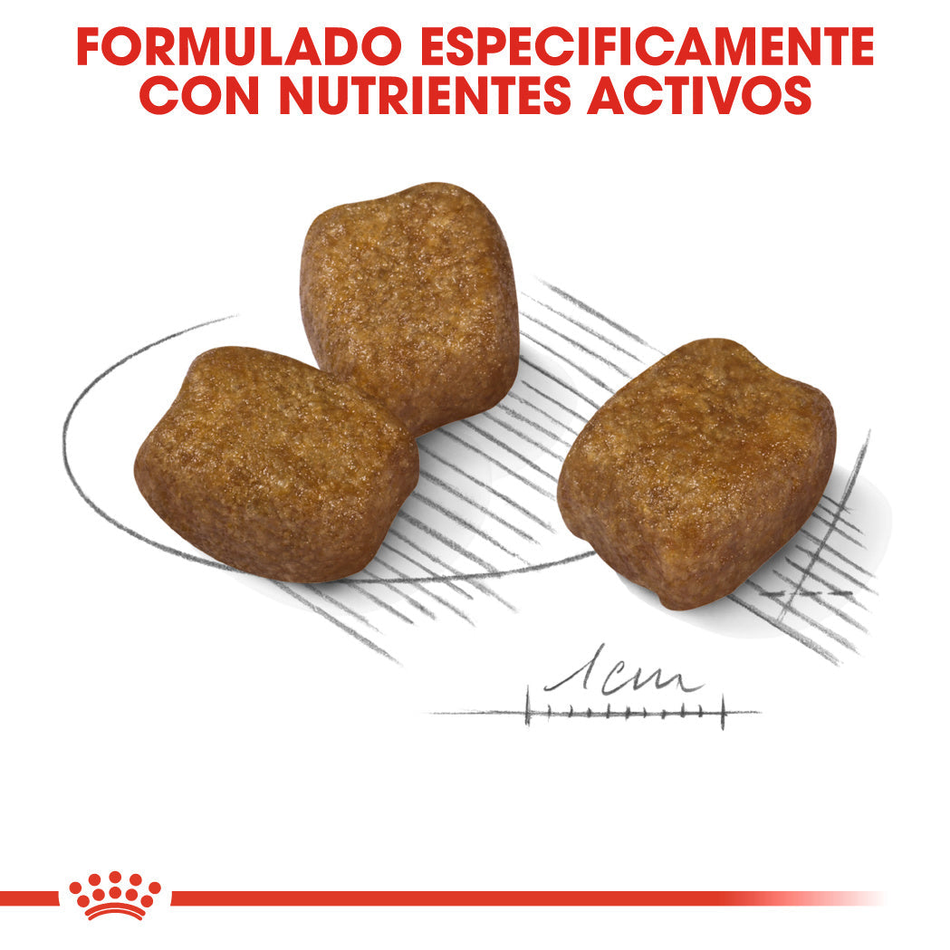 Royal Canin Mini Dental Care Pienso para Perros al mejor precio -Todoanimal.es