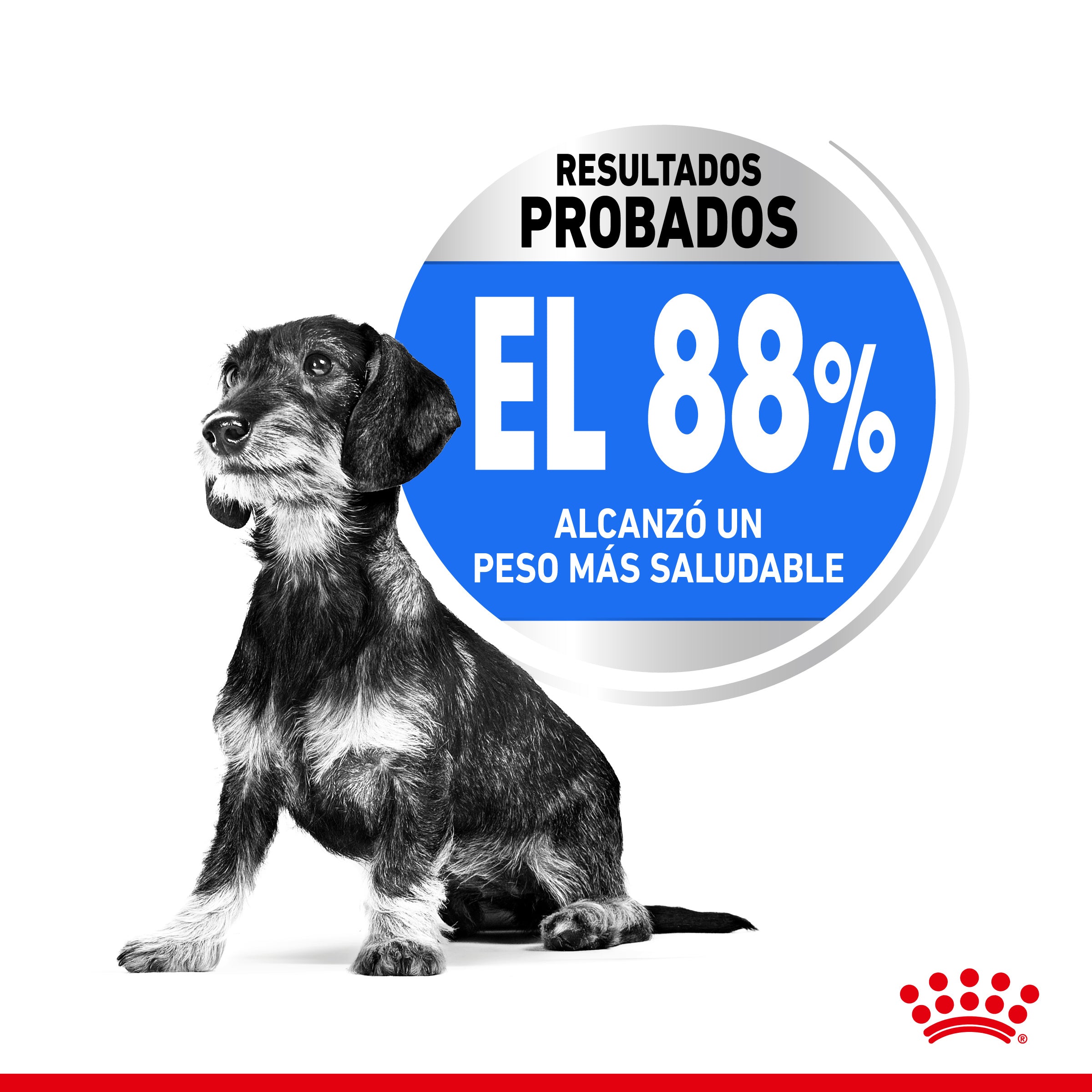 Royal Canin Mini Light Weight Care Pienso para Perros al mejor precio -Todoanimal.es