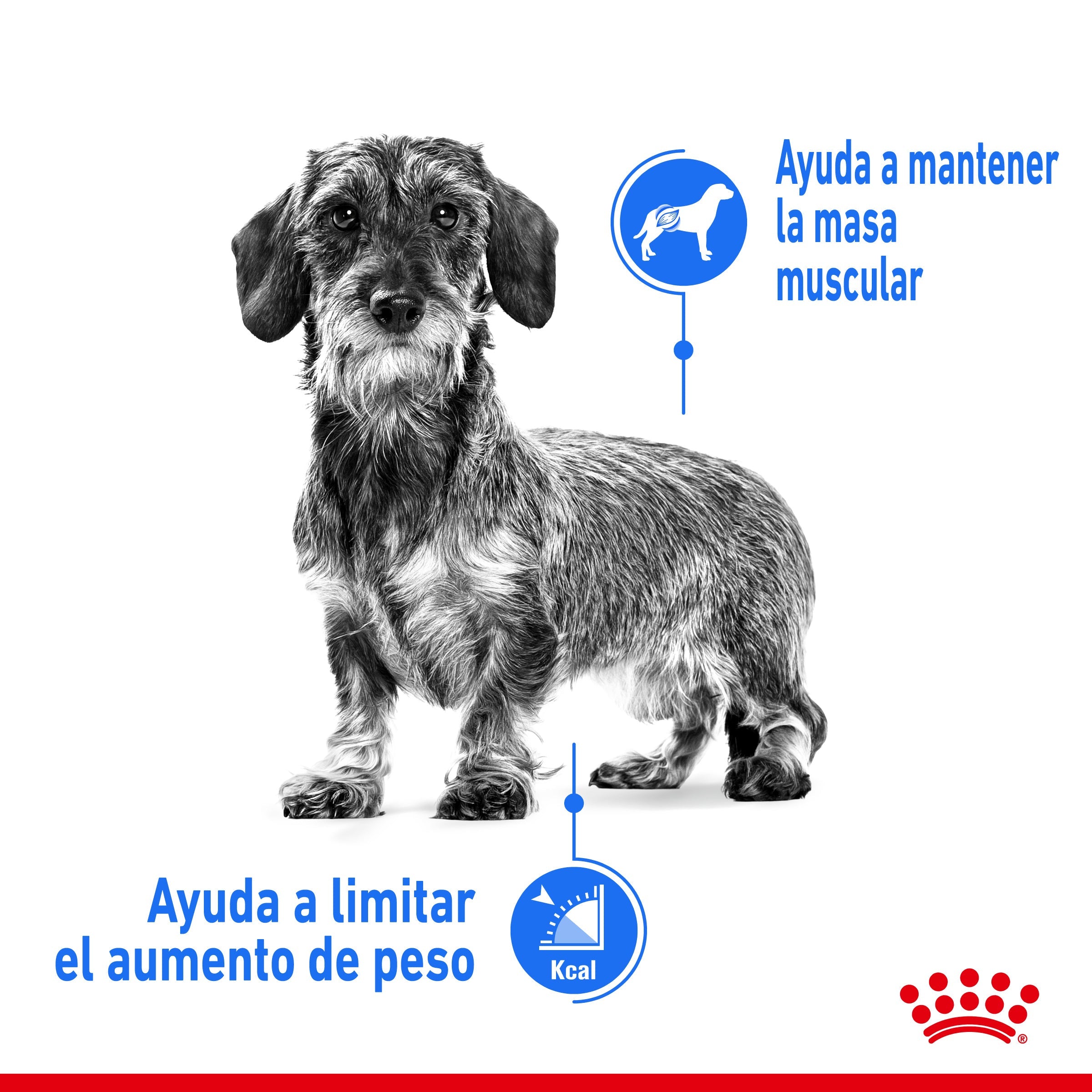 Royal Canin Mini Light Weight Care Pienso para Perros al mejor precio -Todoanimal.es