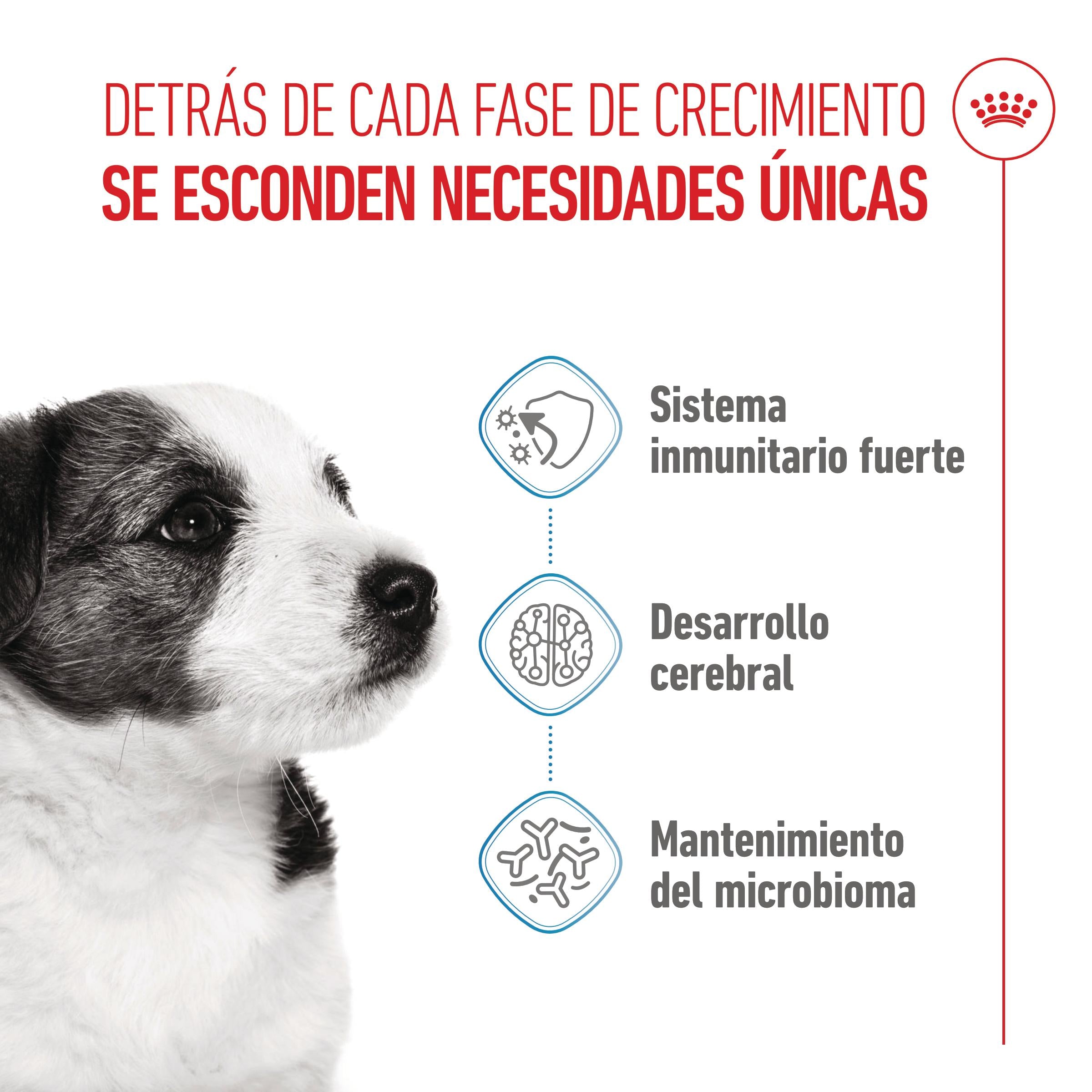 Royal Canin Mini Puppy Pienso para Cachorros al mejor precio -Todoanimal.es