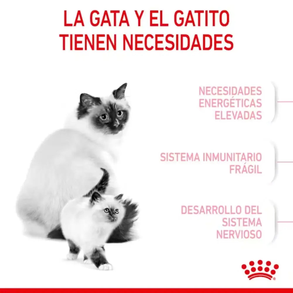Royal Canin Mother And Babycat al mejor precio -Todoanimal.es